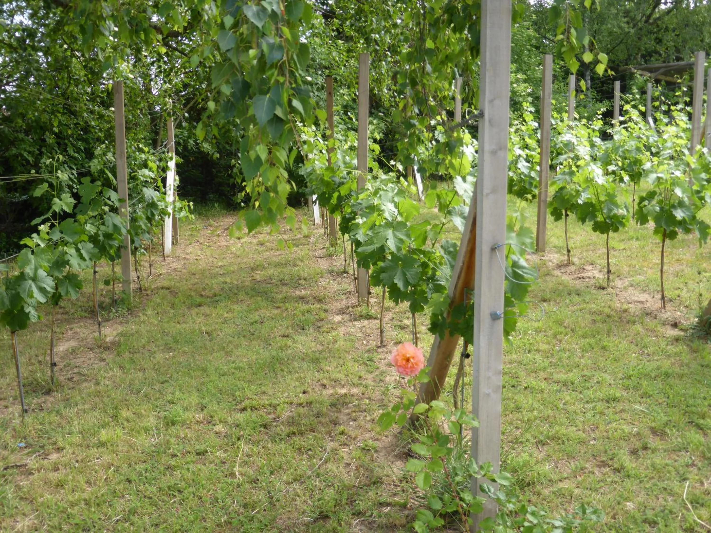 Property building in Gästehaus Eschment