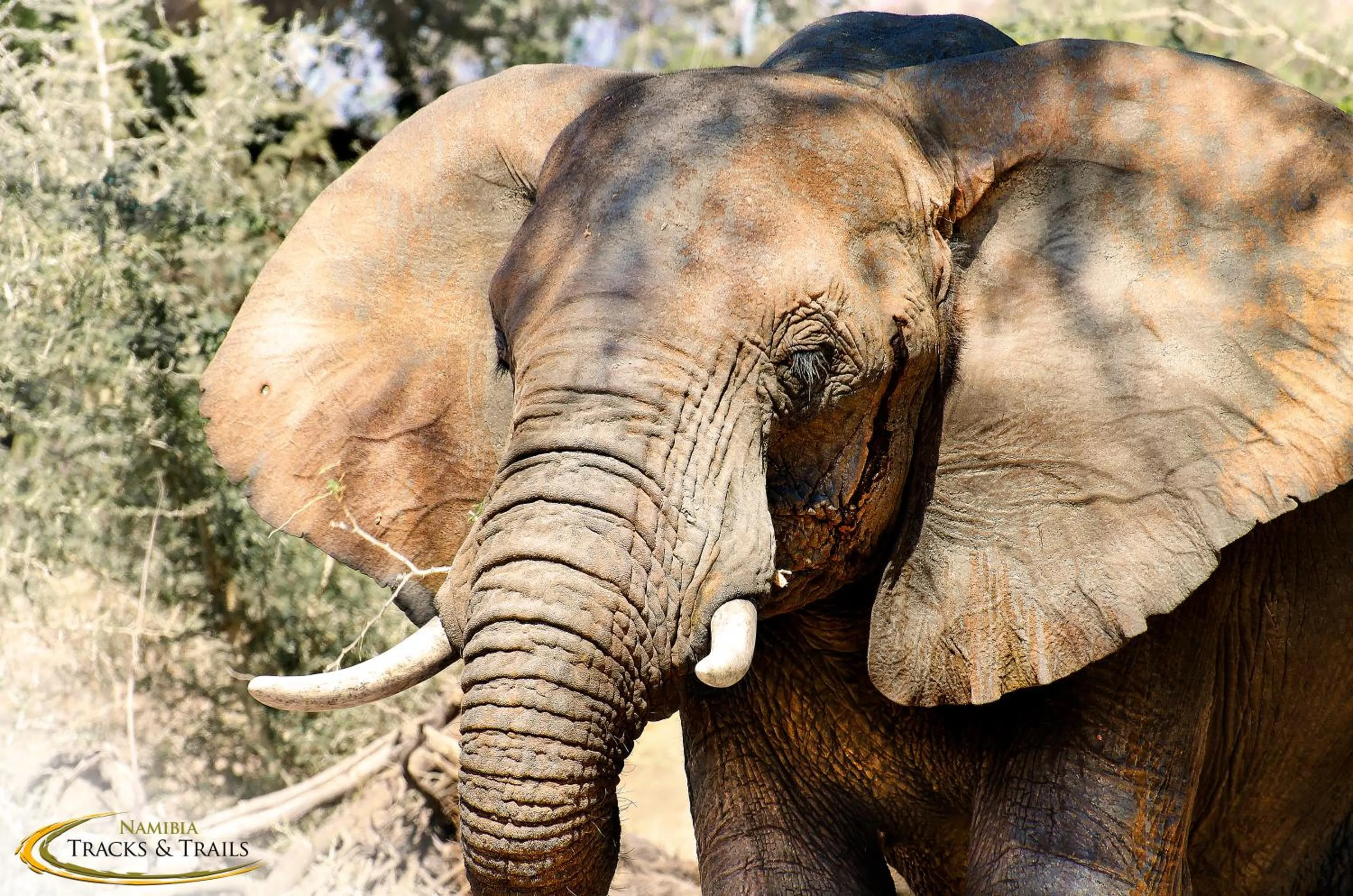 Animals in Ozondjou Trails