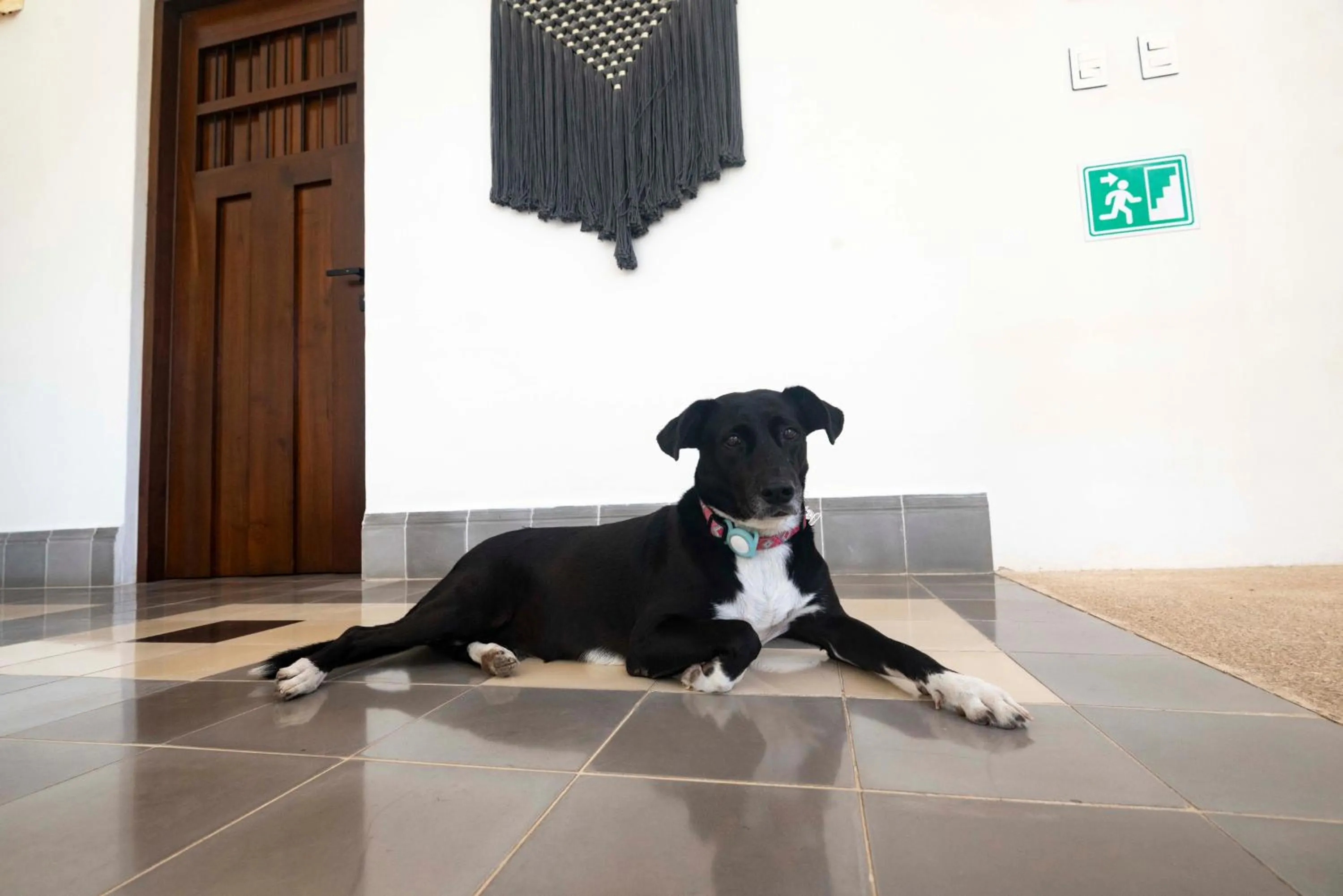 pet friendly in Hotel Posada San Juan