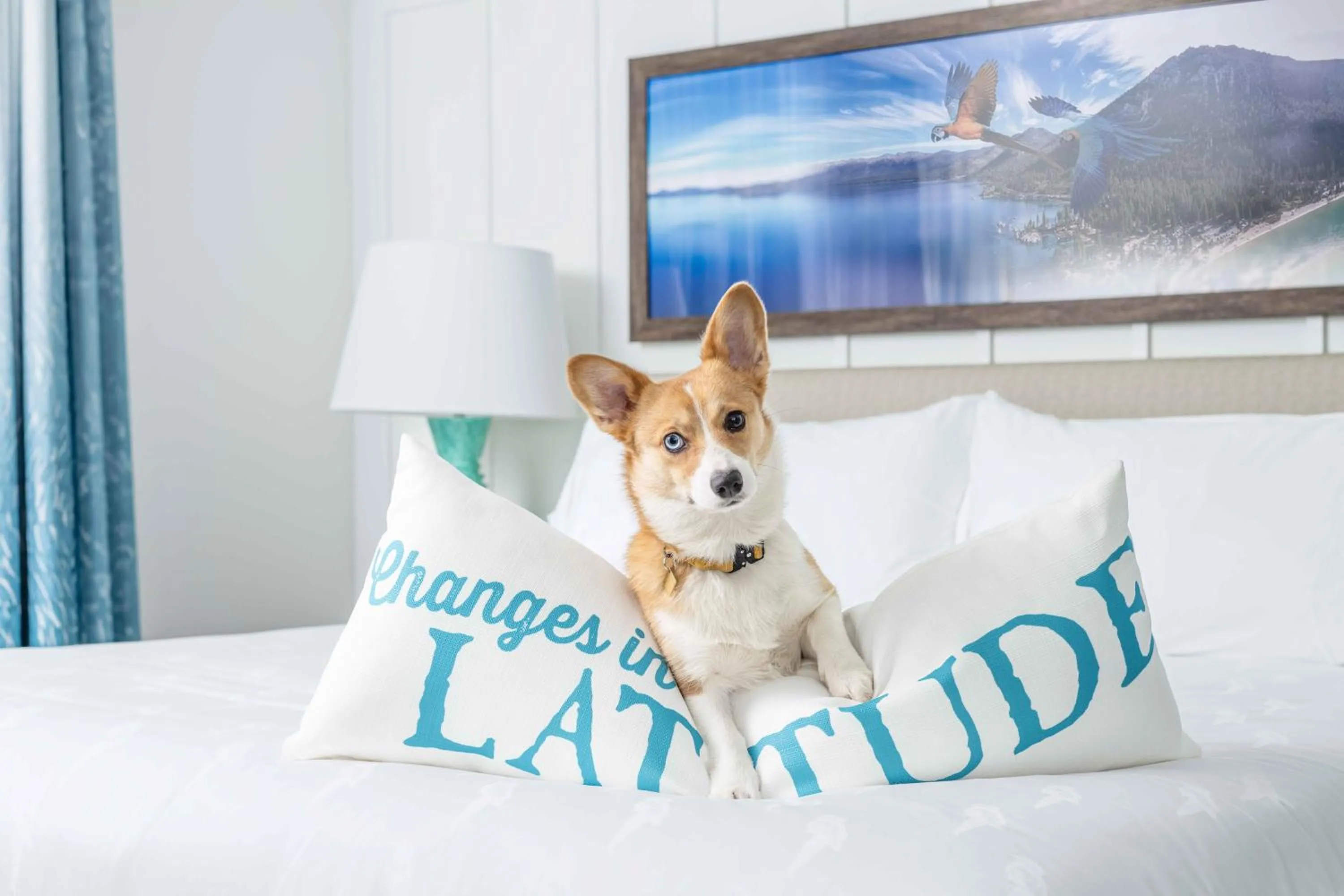 Pets in Margaritaville Resort Lake Tahoe