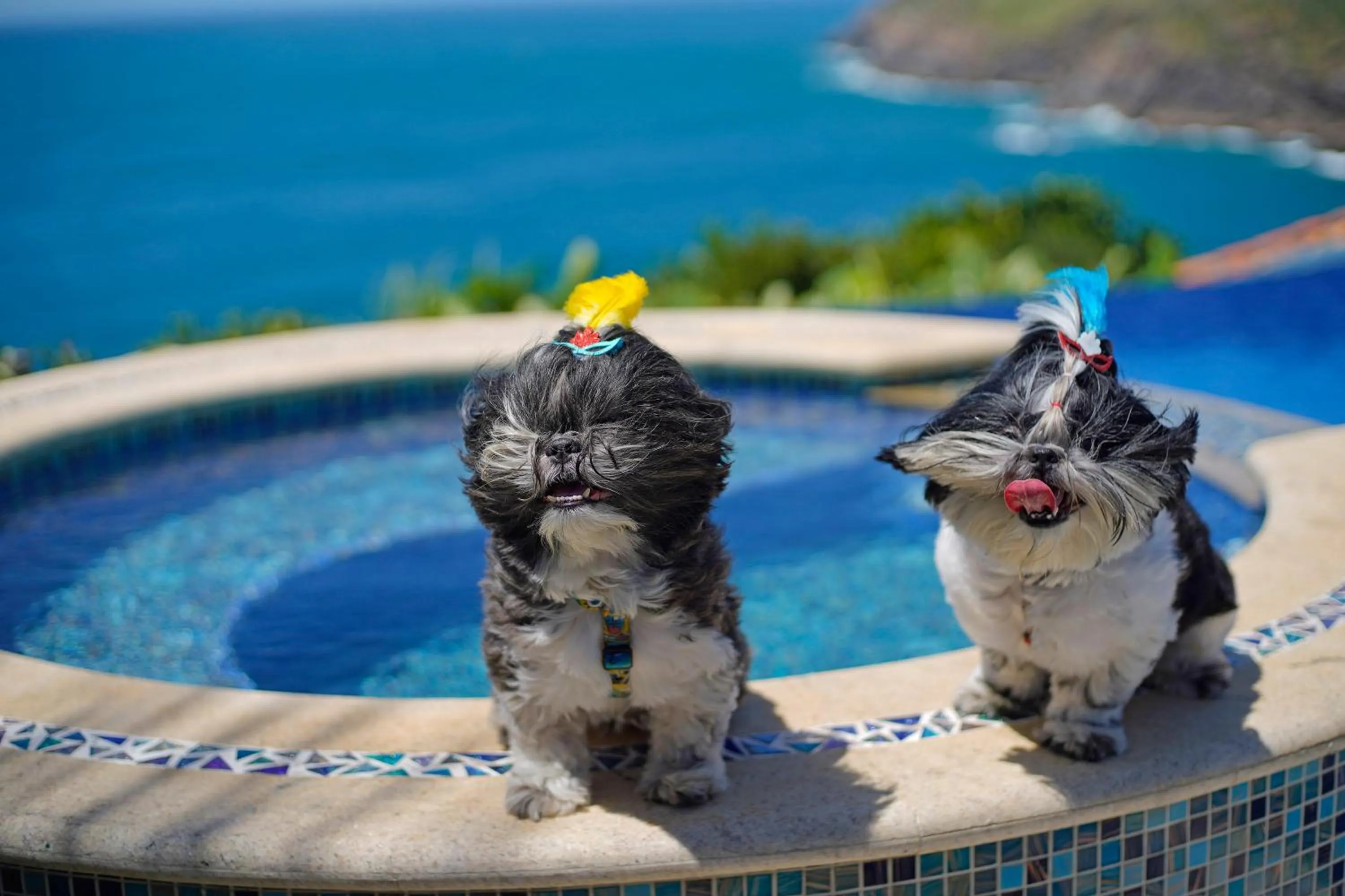 Pets in Cliffside Luxury Inn