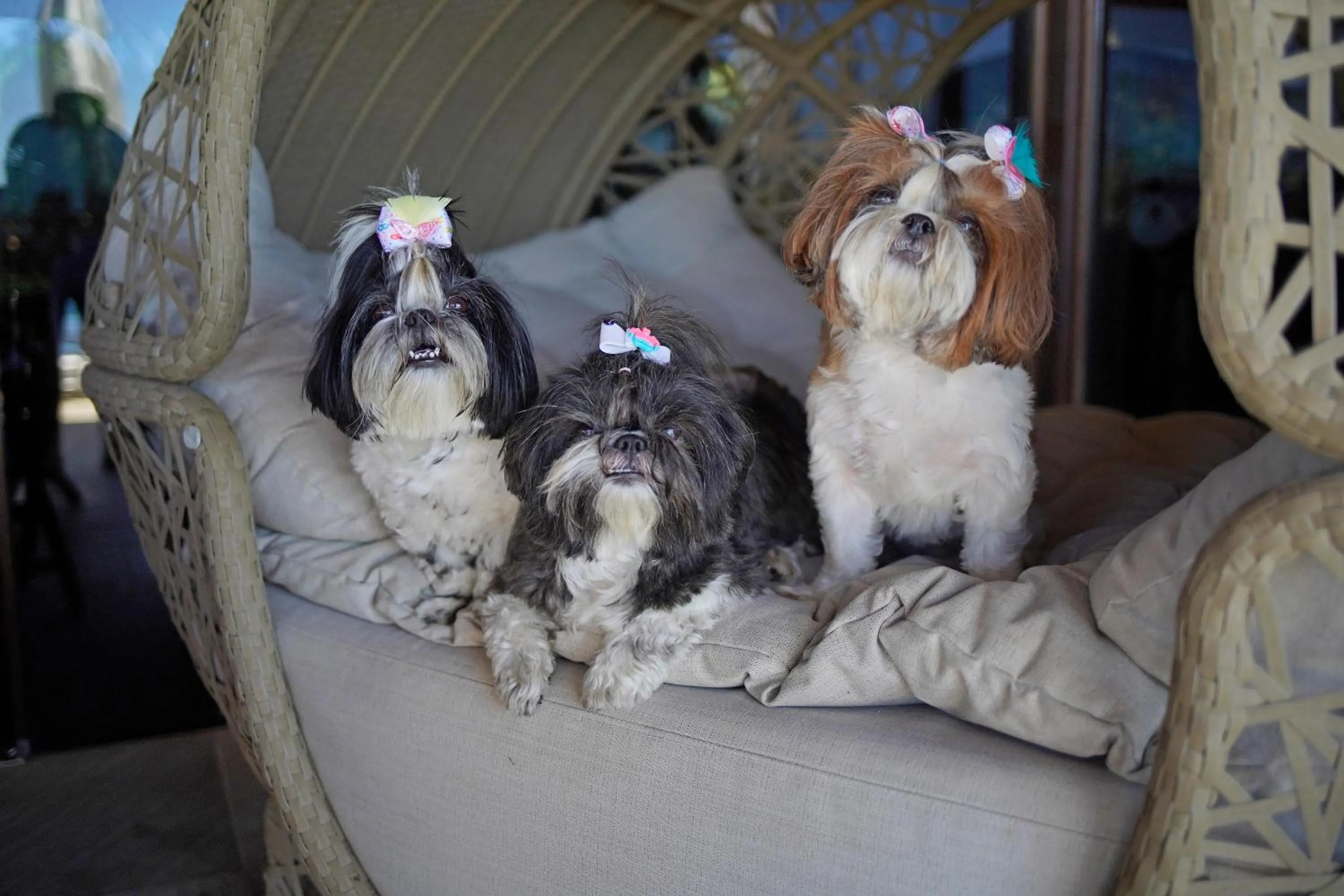 Pets in Cliffside Luxury Inn