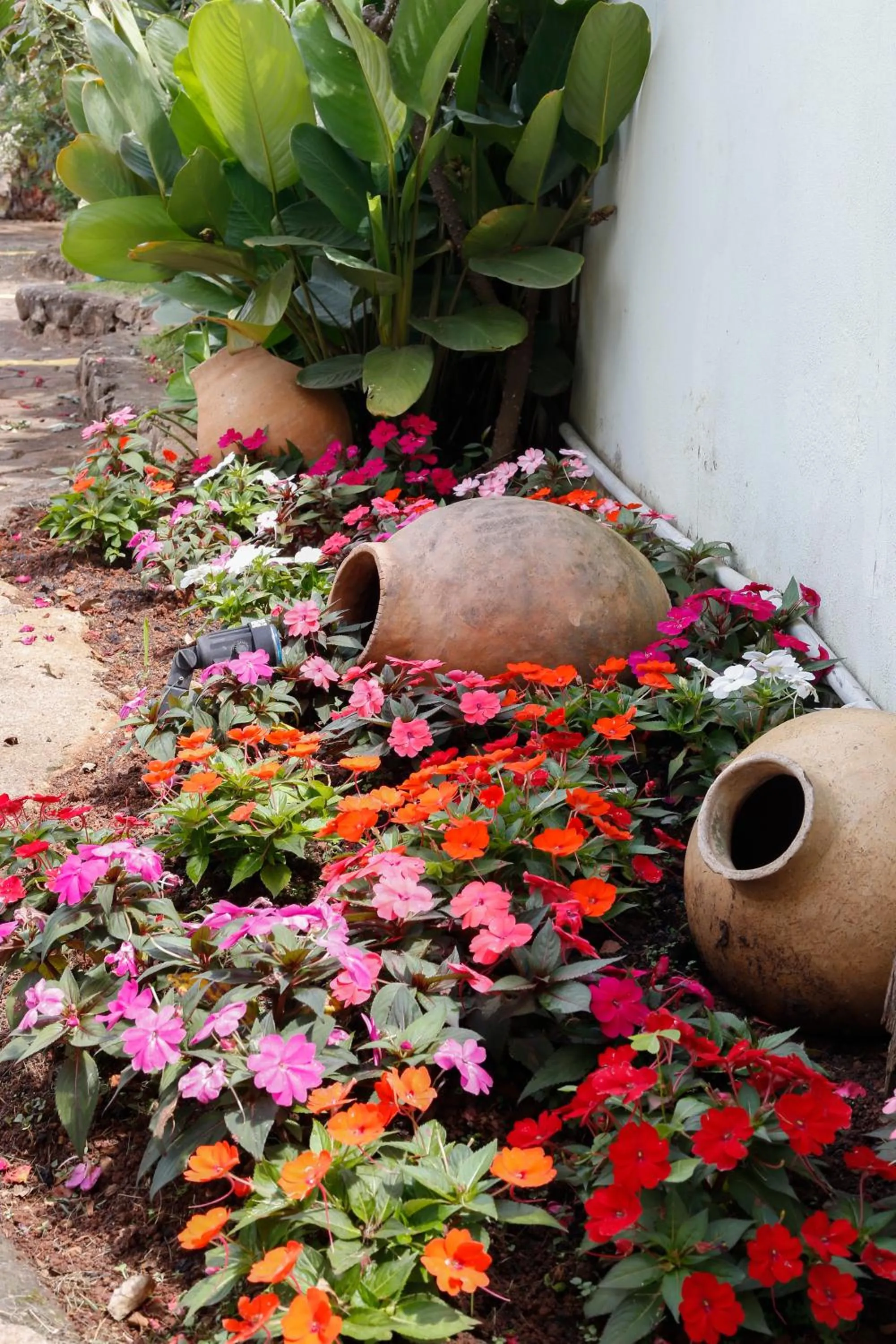 Garden in Pousada Neuza Barbosa