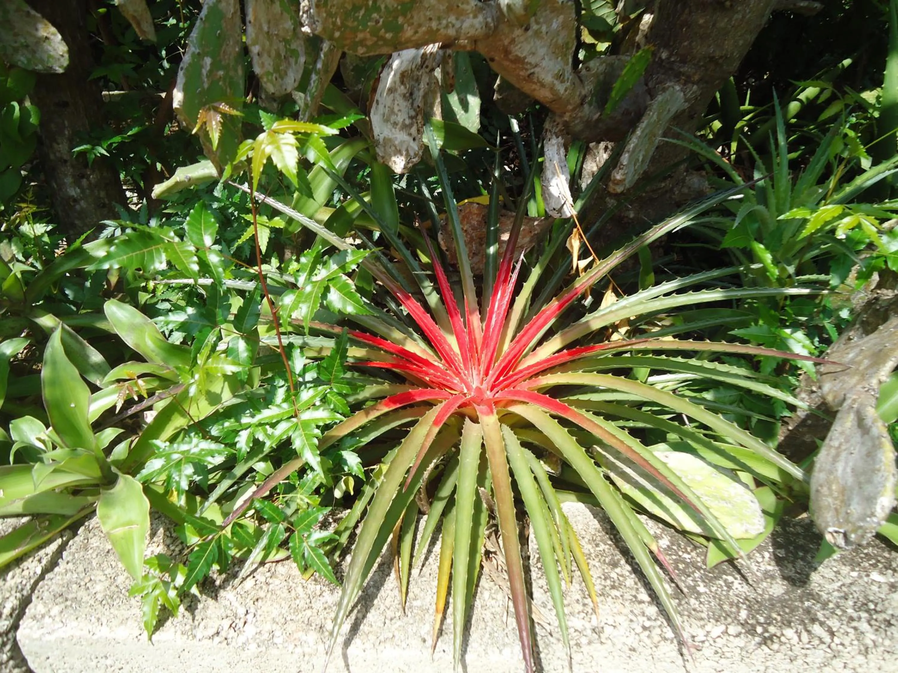 Day in Happy Turtle Apartments