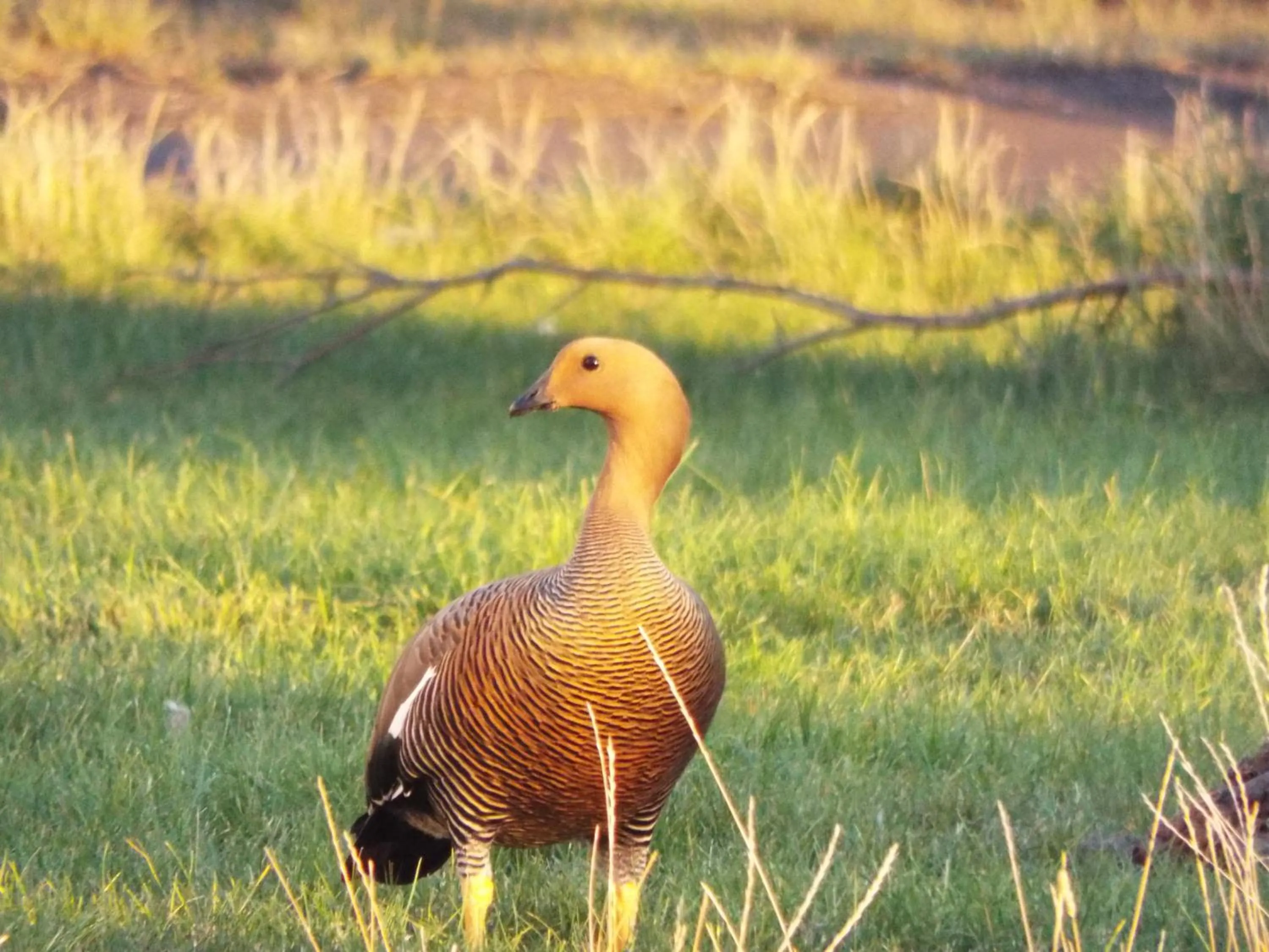 Animals in Hotel HD Natales