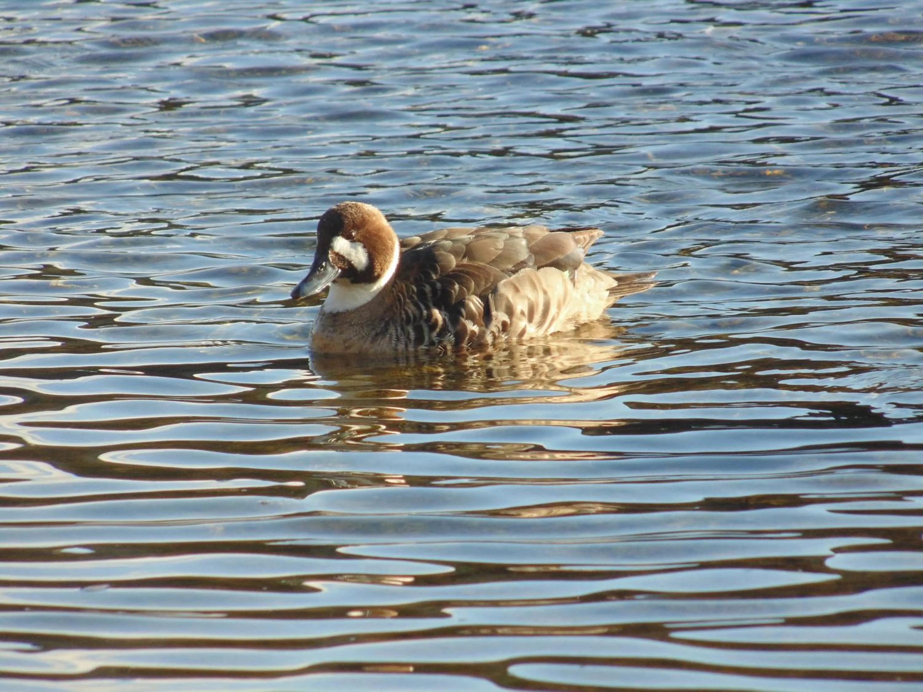 Activities in Hotel HD Natales