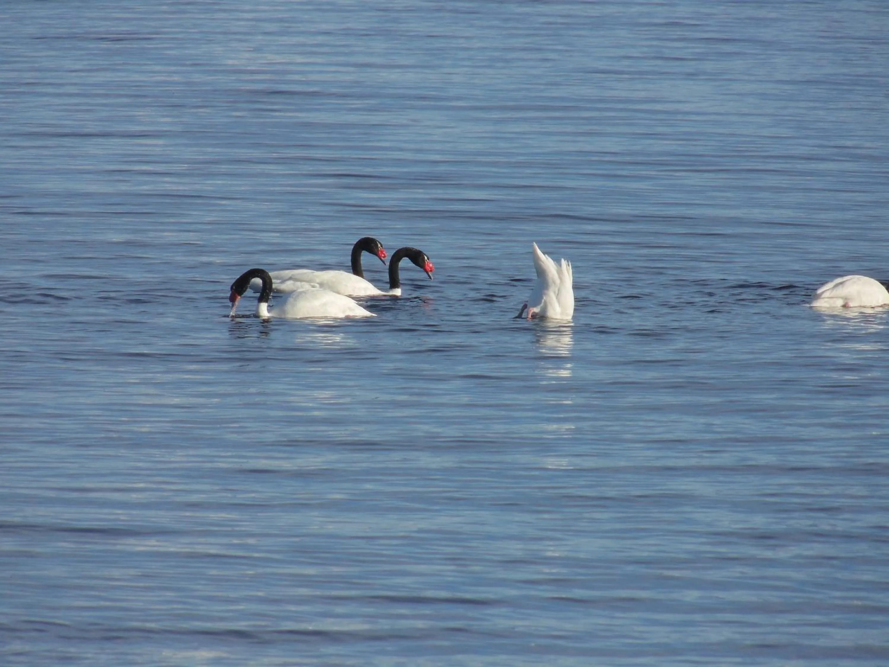 Sea view in Hotel HD Natales