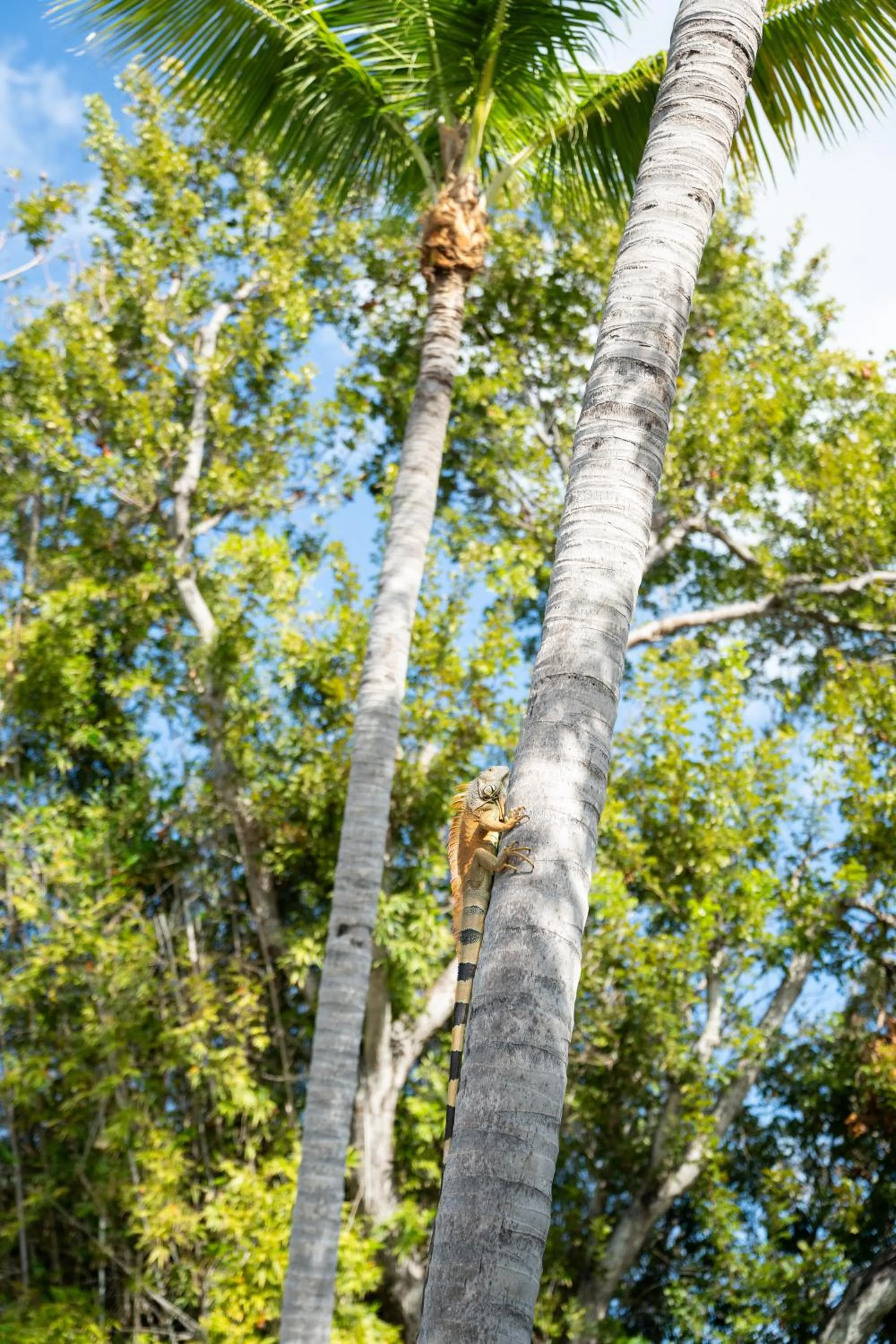Coconut Bay Resort - Key Largo