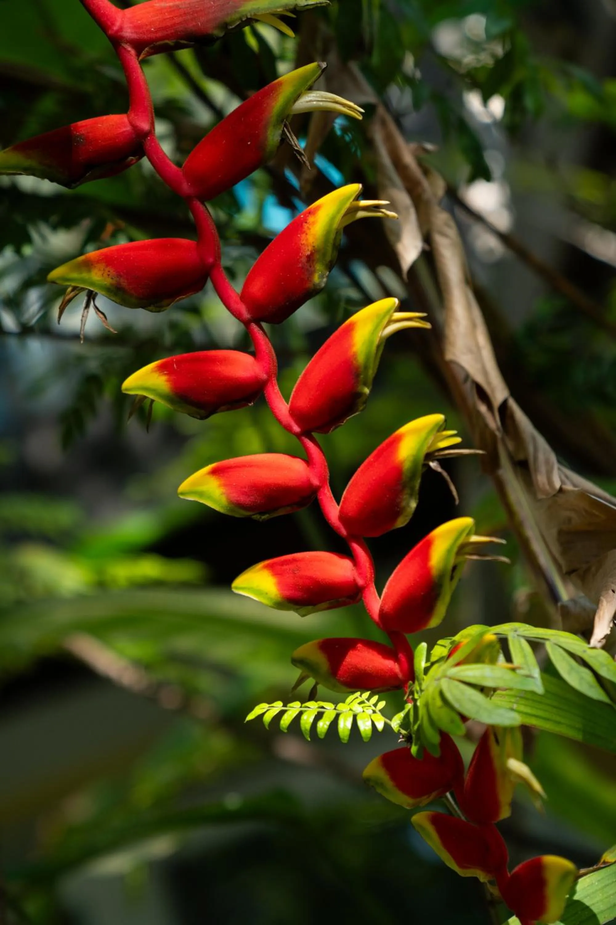 Coconut Bay Resort - Key Largo