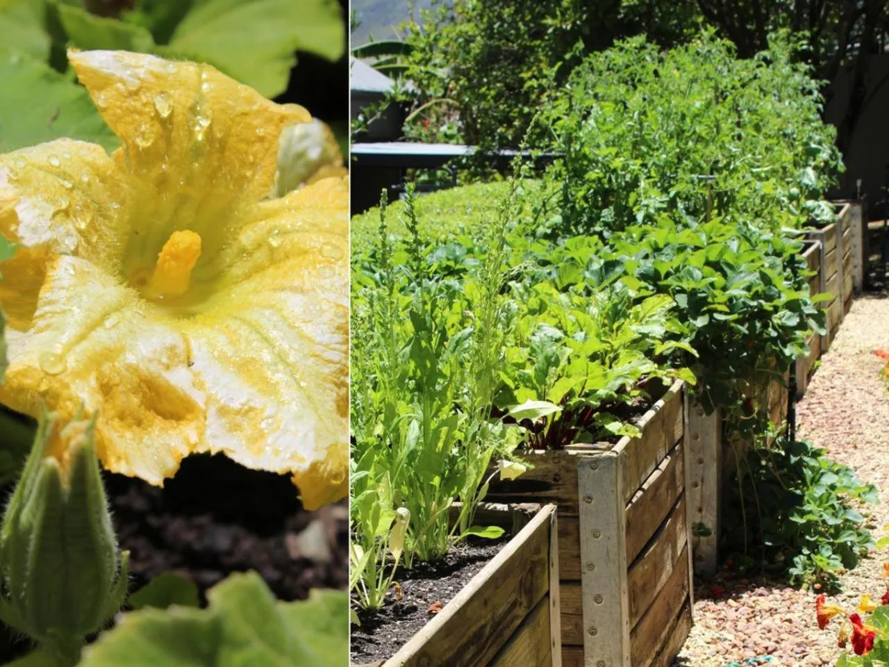 Garden in Arumvale Country Retreat