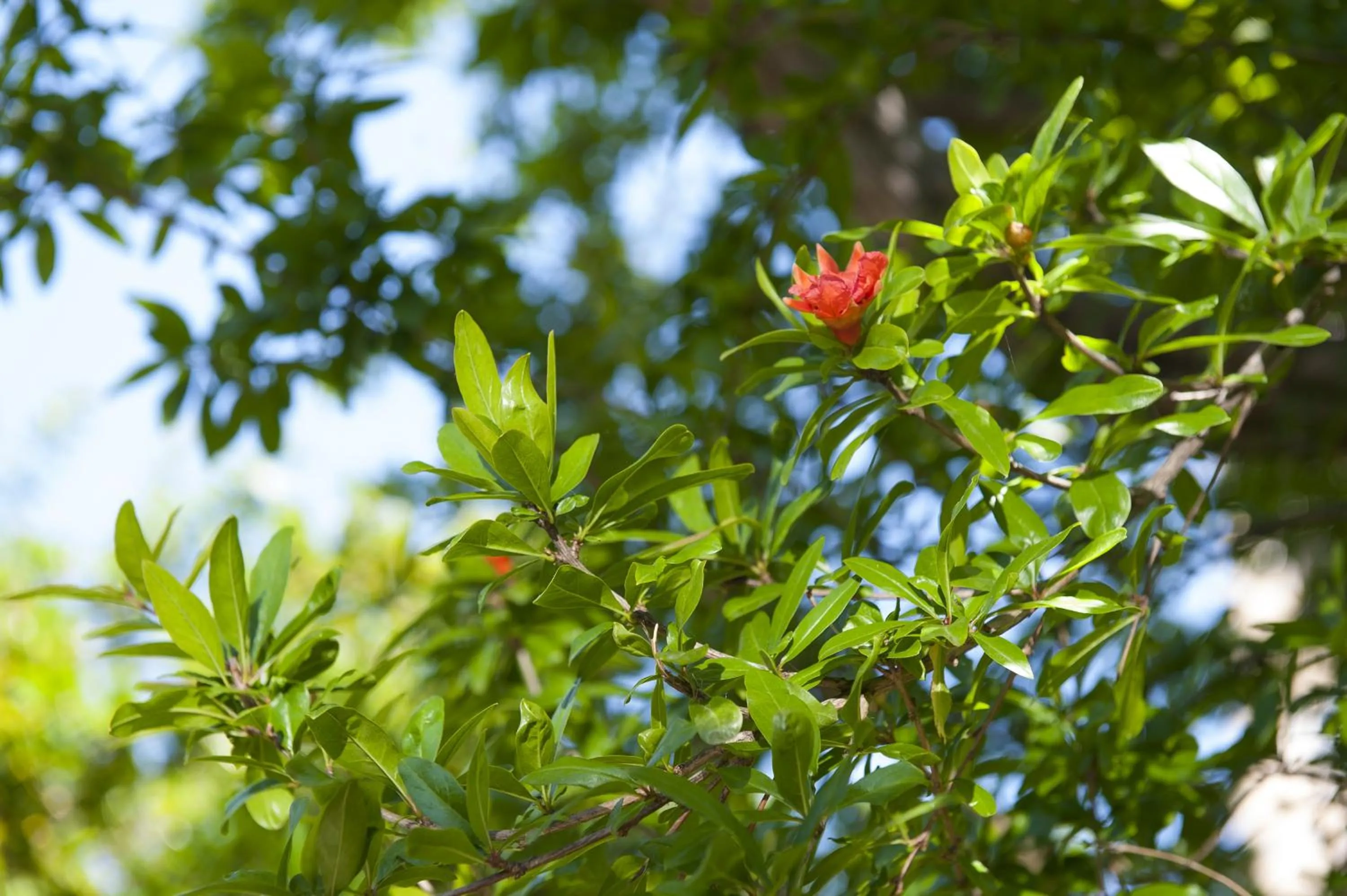 Garden in Hotel Melograno
