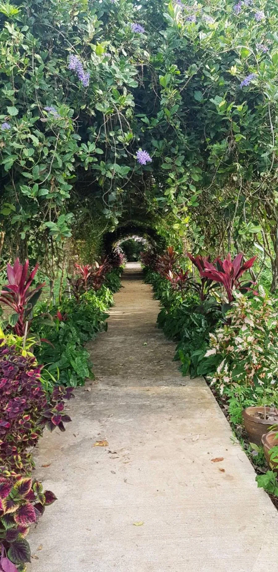 Garden in Hug Jang Loei Garden & Resort