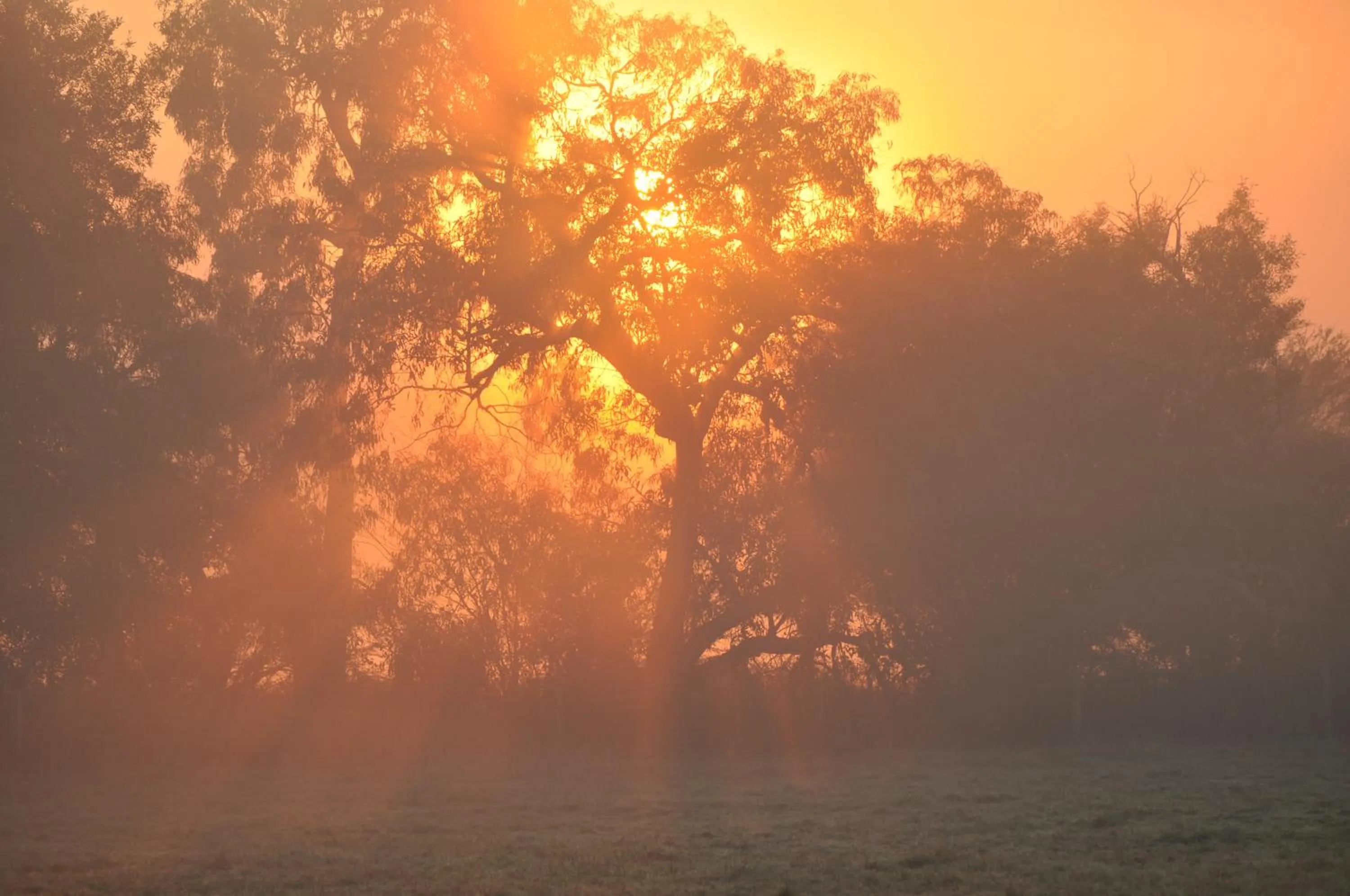 Tallawarra Homestead