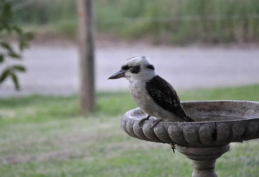 Tallawarra Homestead