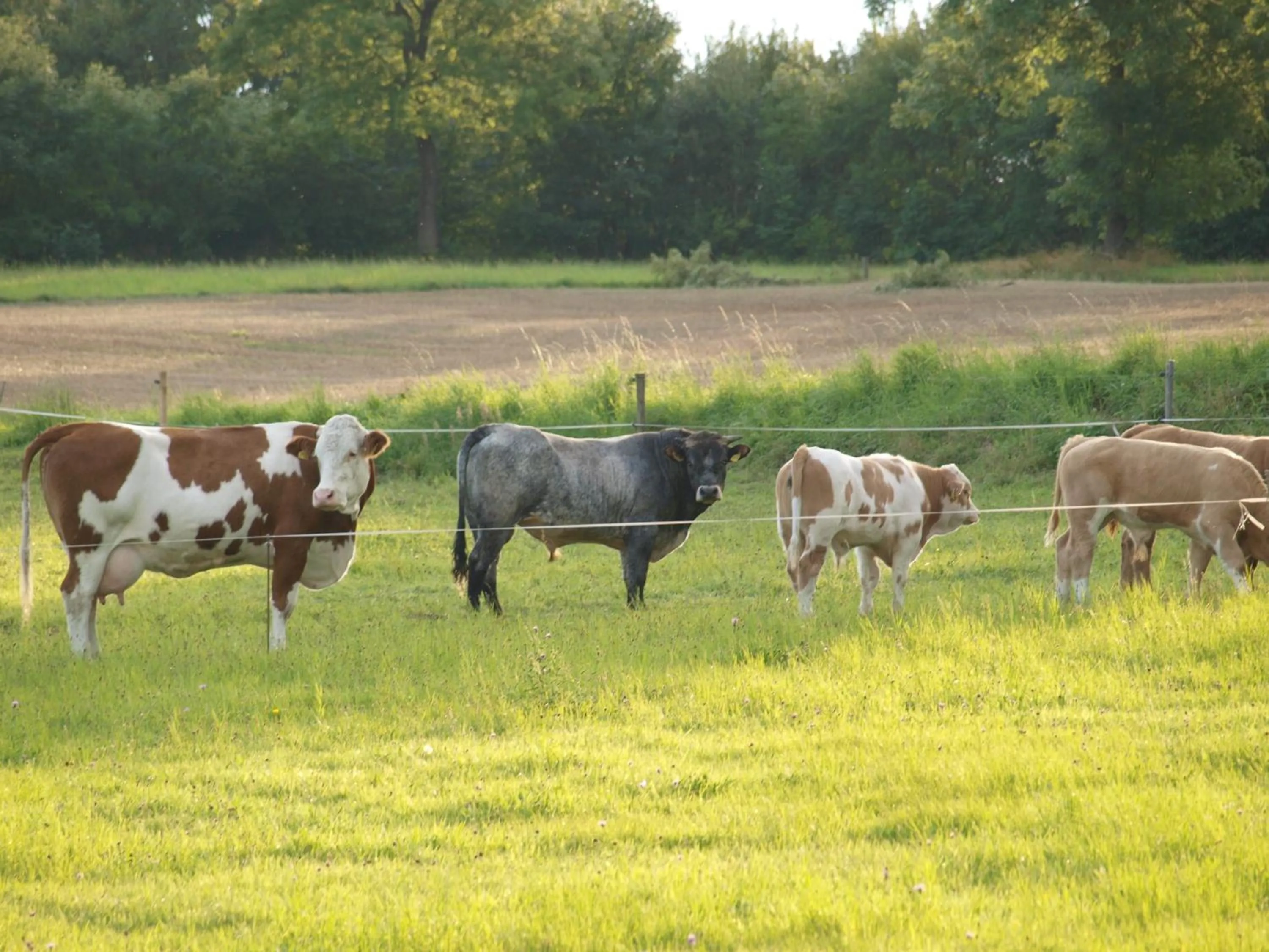 Animals in Hotel Haus Seeblick