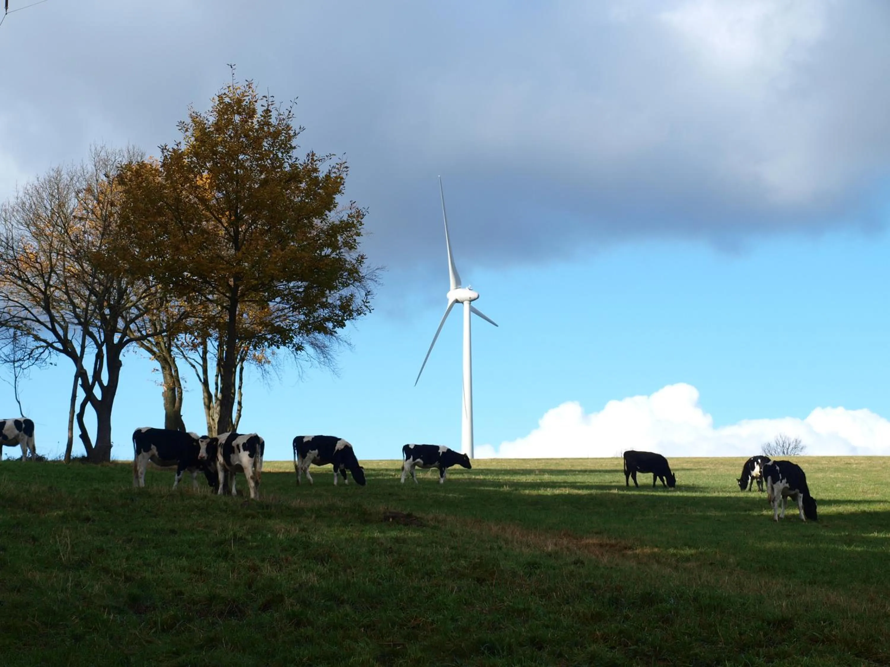 Animals in Hotel Haus Seeblick