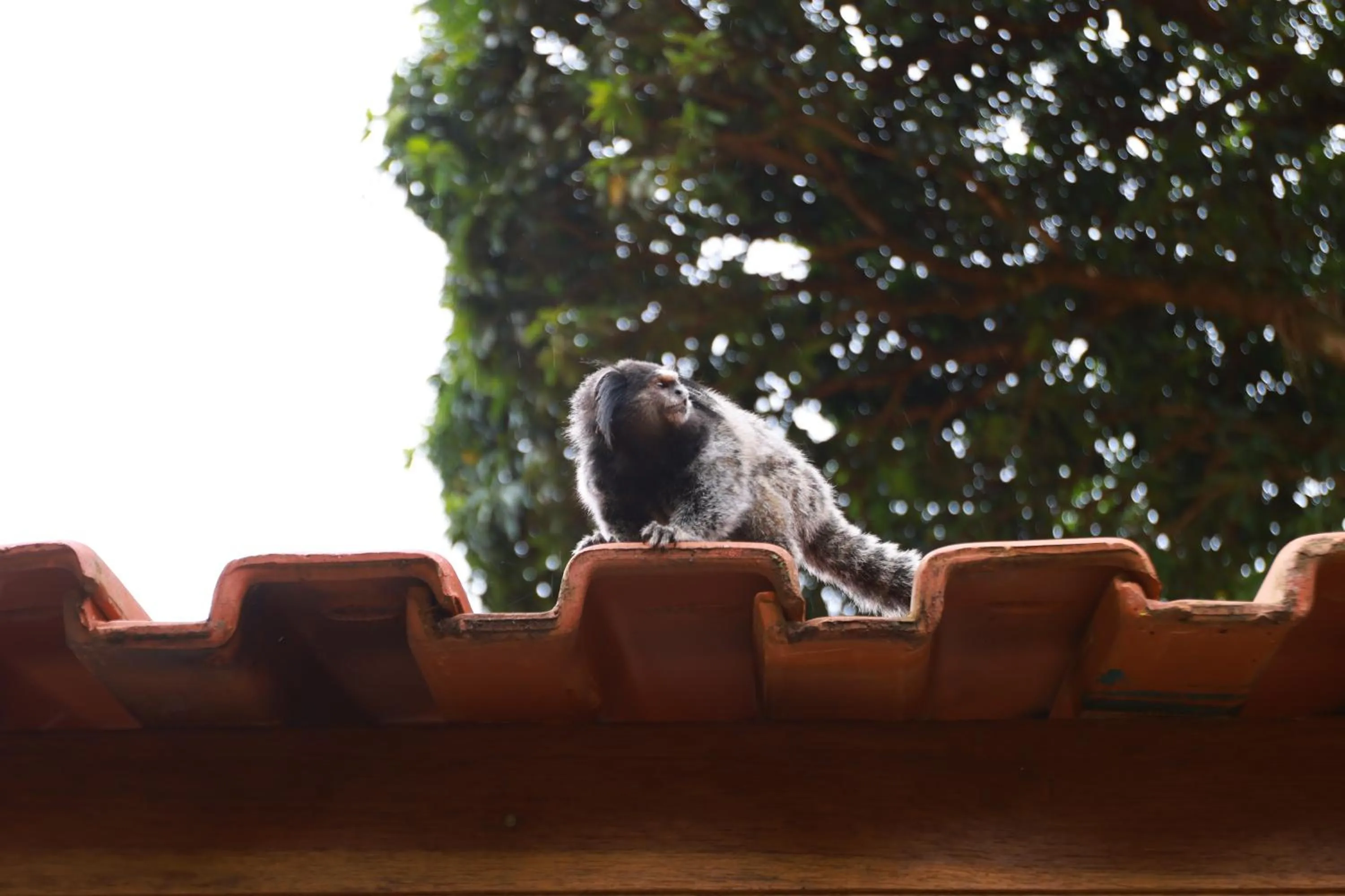 Day in Hotel Berro D`Agua Eco Resort