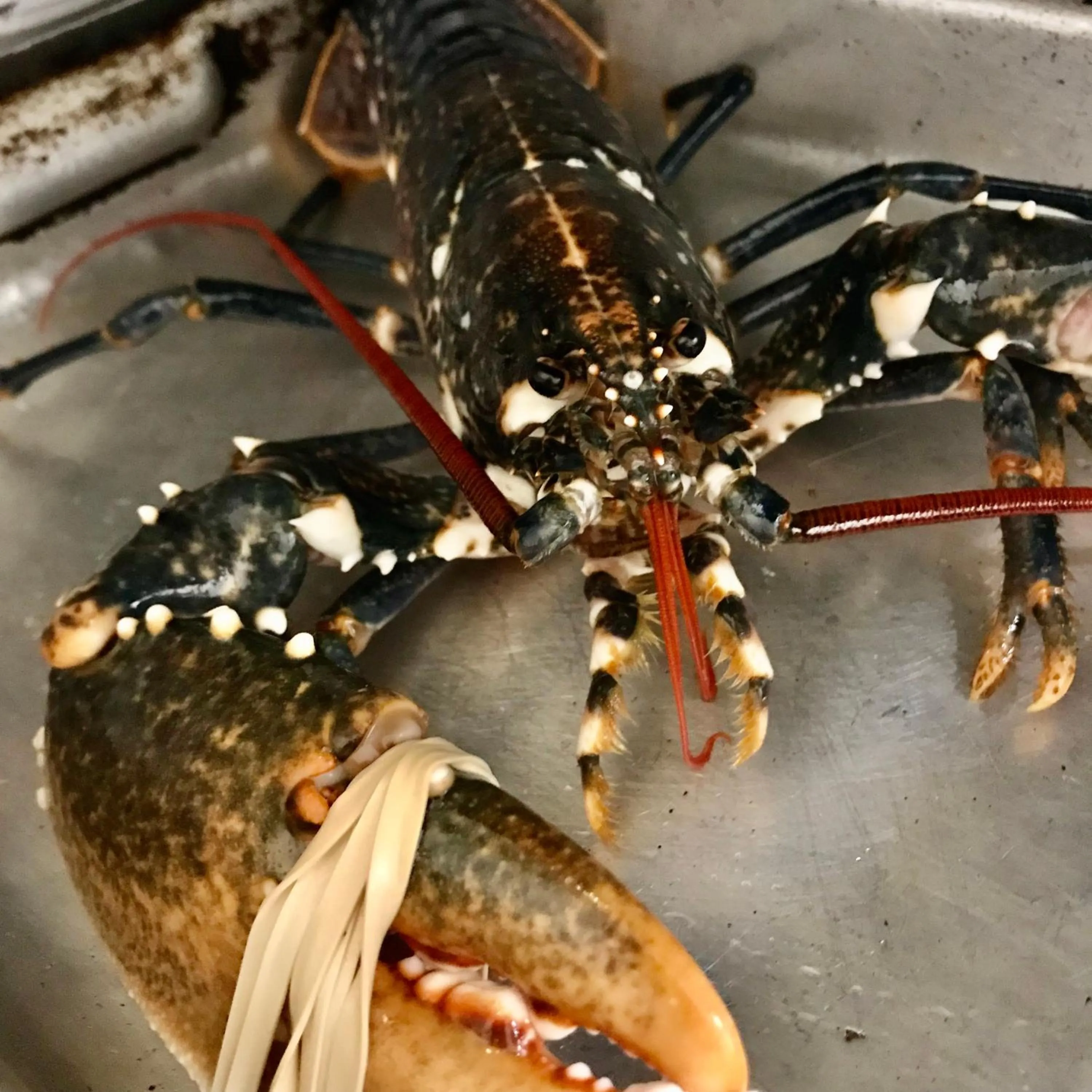 Food and drinks in The Slipway B&B