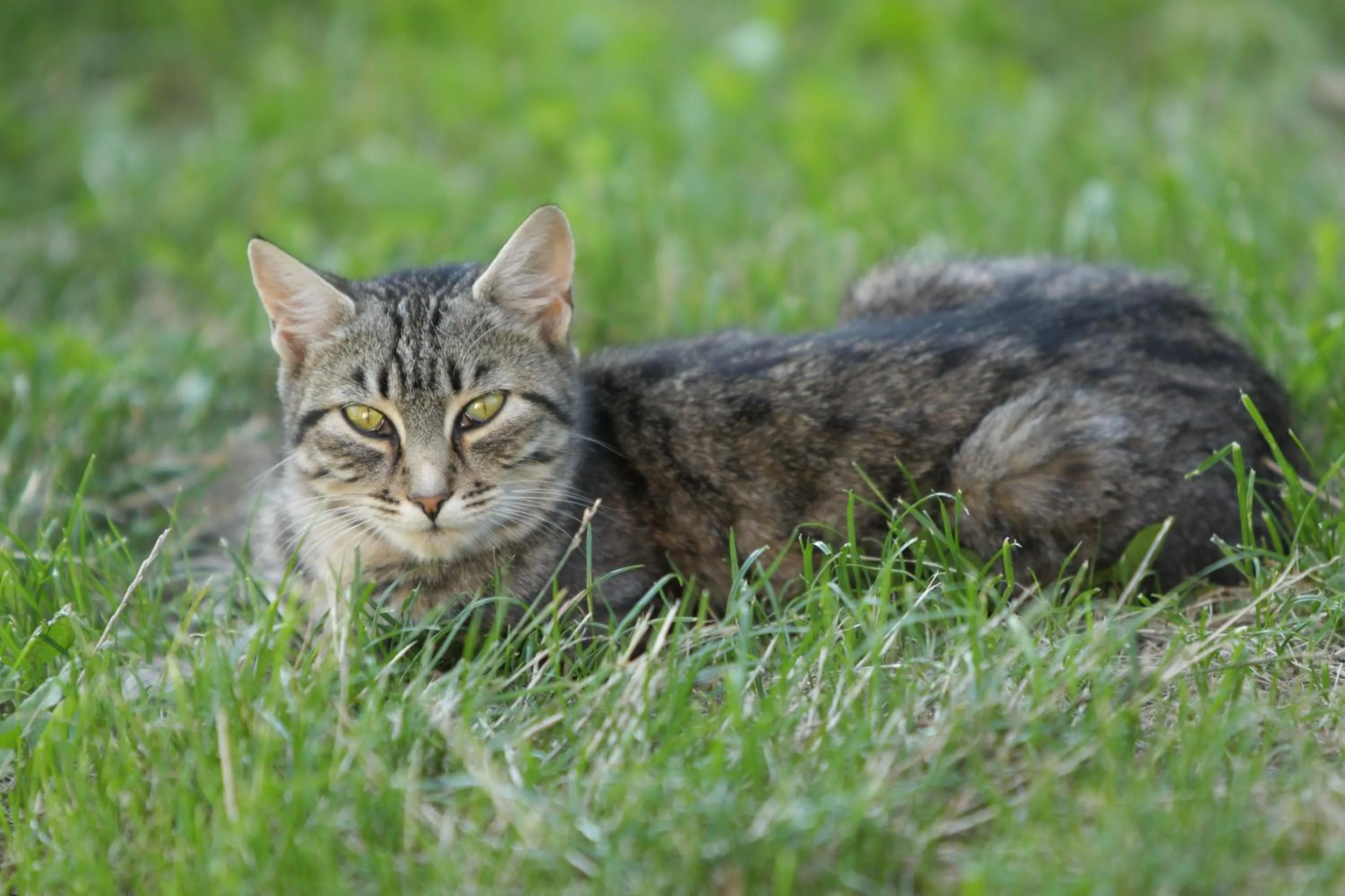 Pets in Paderlafoderhof