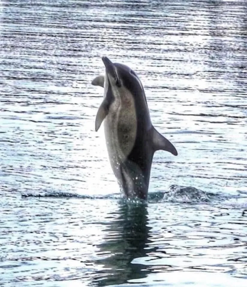 Activities in Trentham House