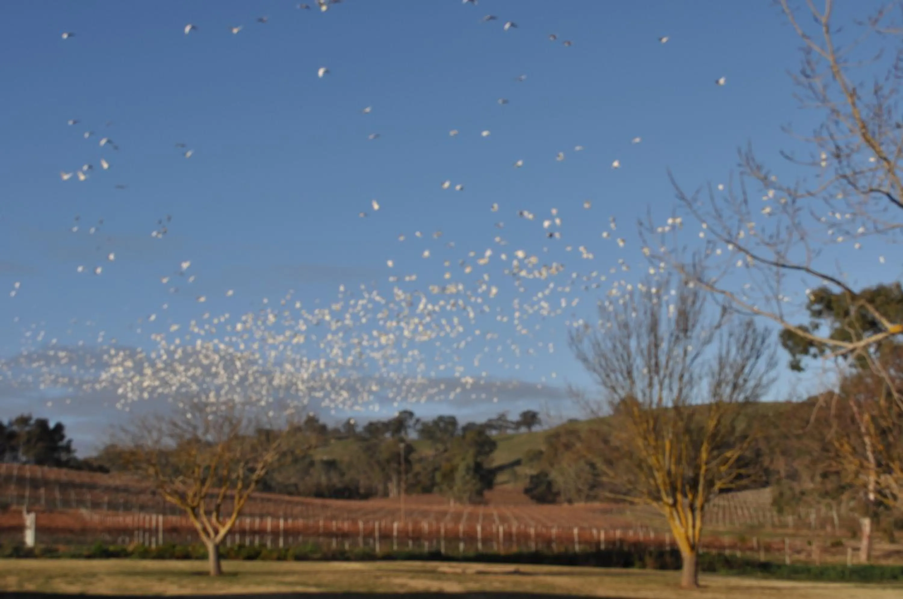 Animals in Lambert Estate Retreat