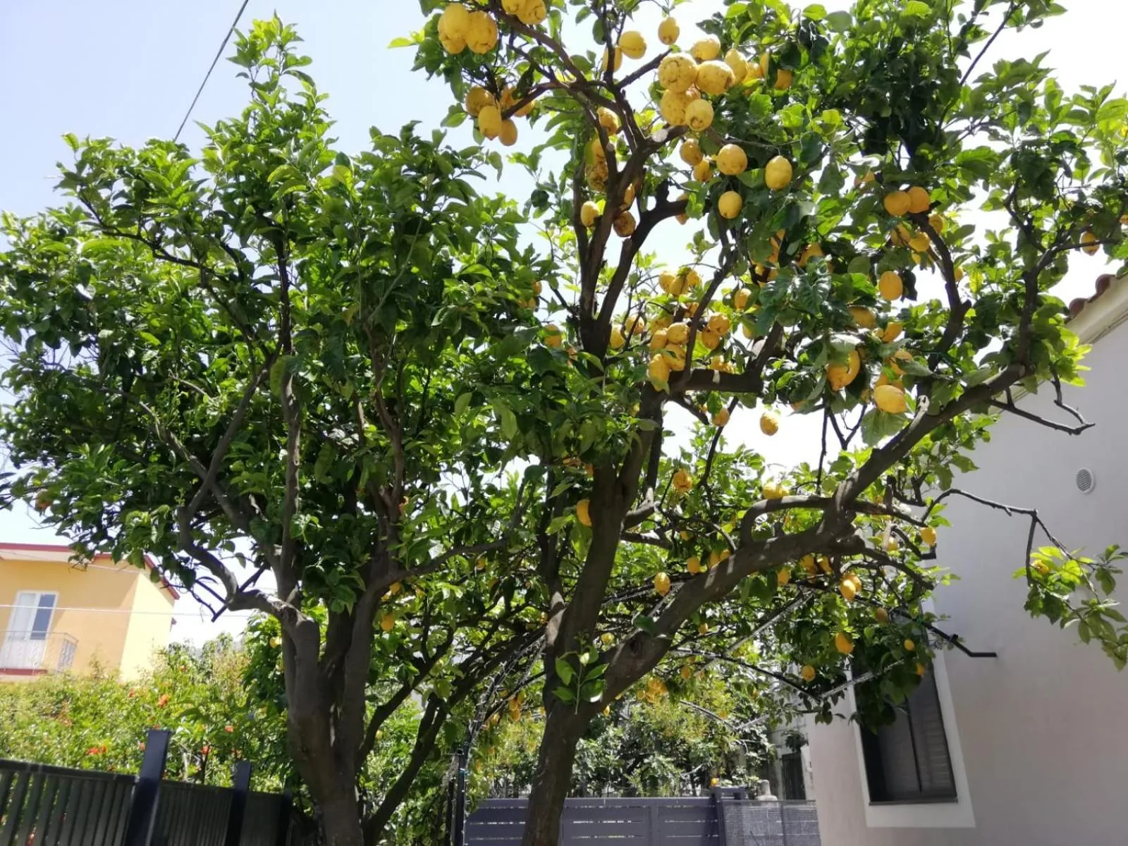 Spring in B&B Guest Armonie