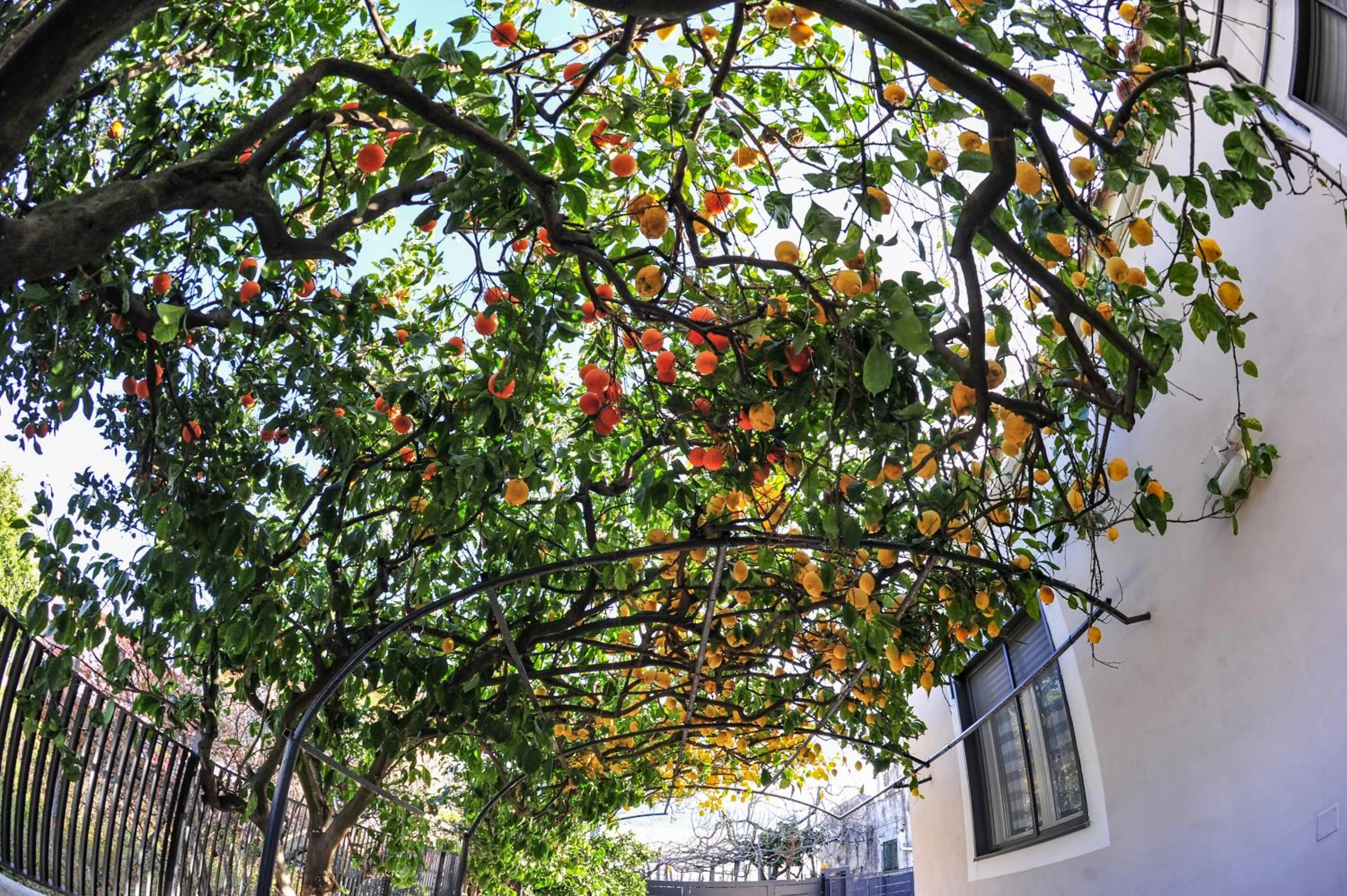 Garden in B&B Guest Armonie