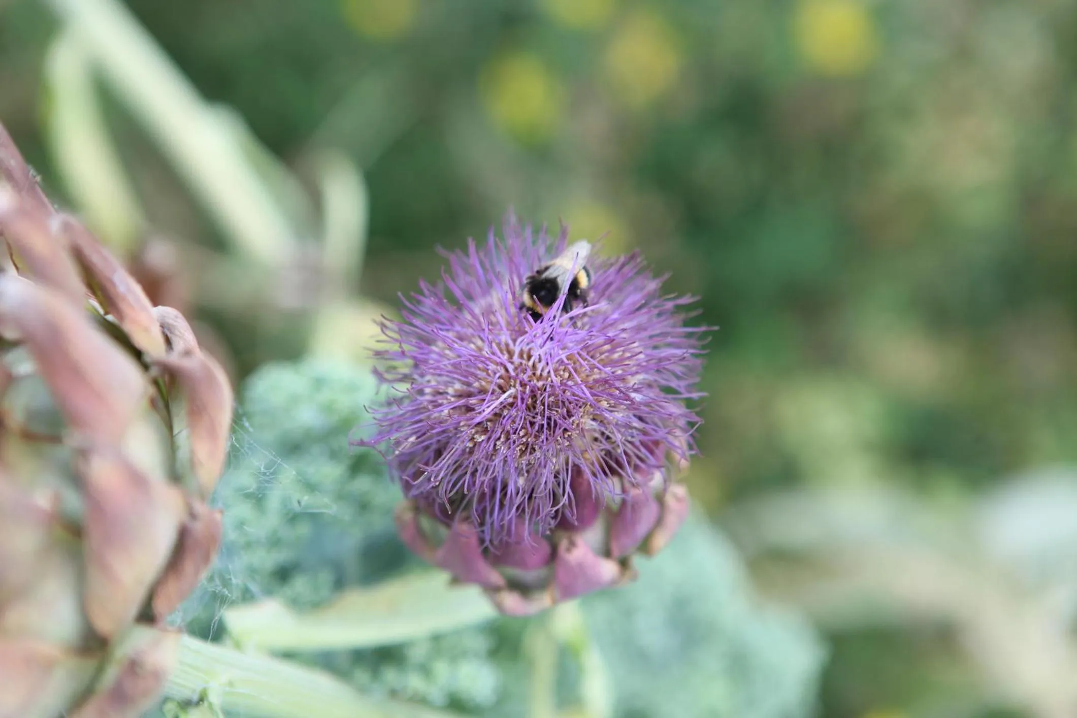 Cedar Park Bed & Breakfast