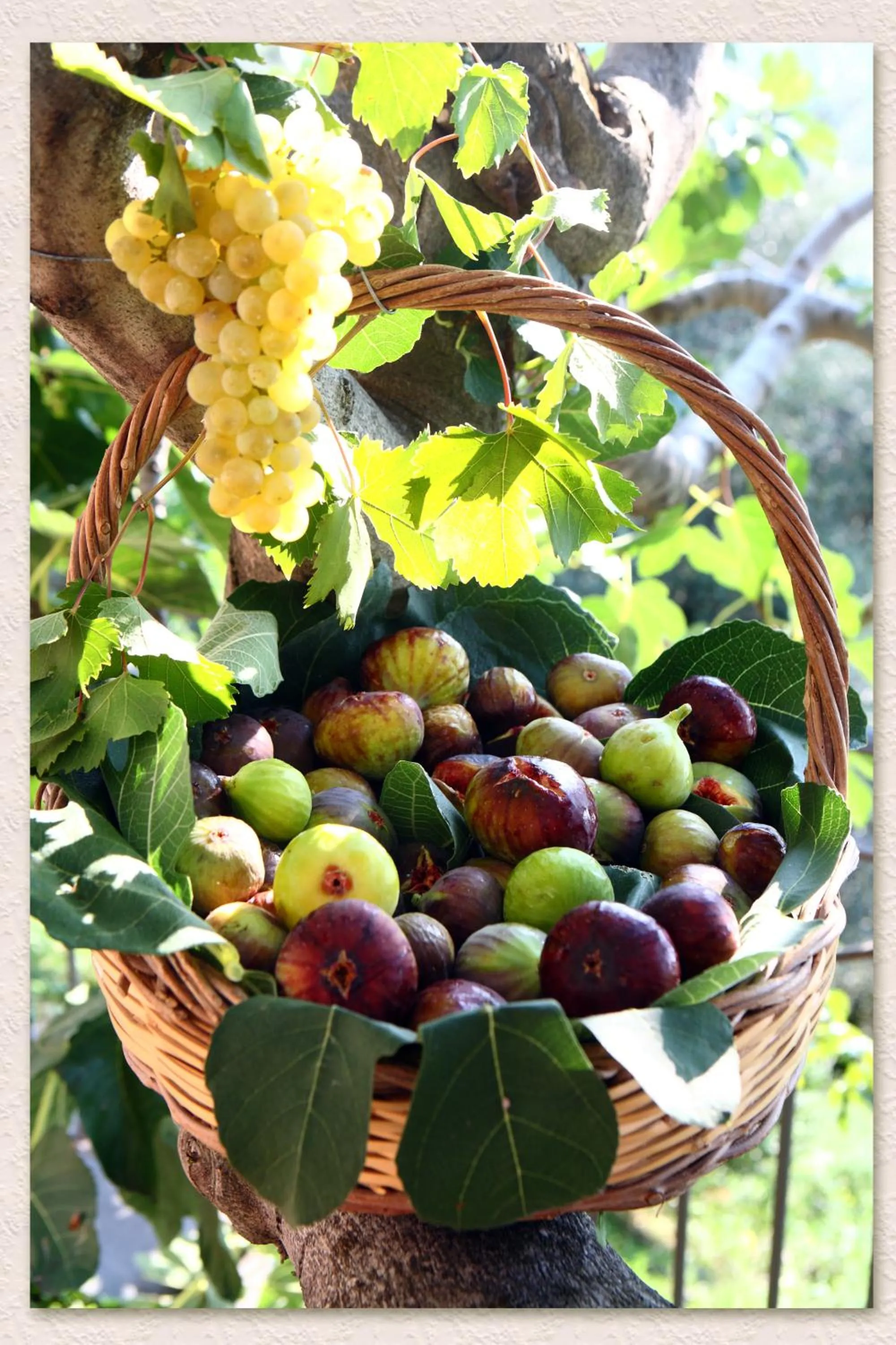 Other in Villa Ketty Resort