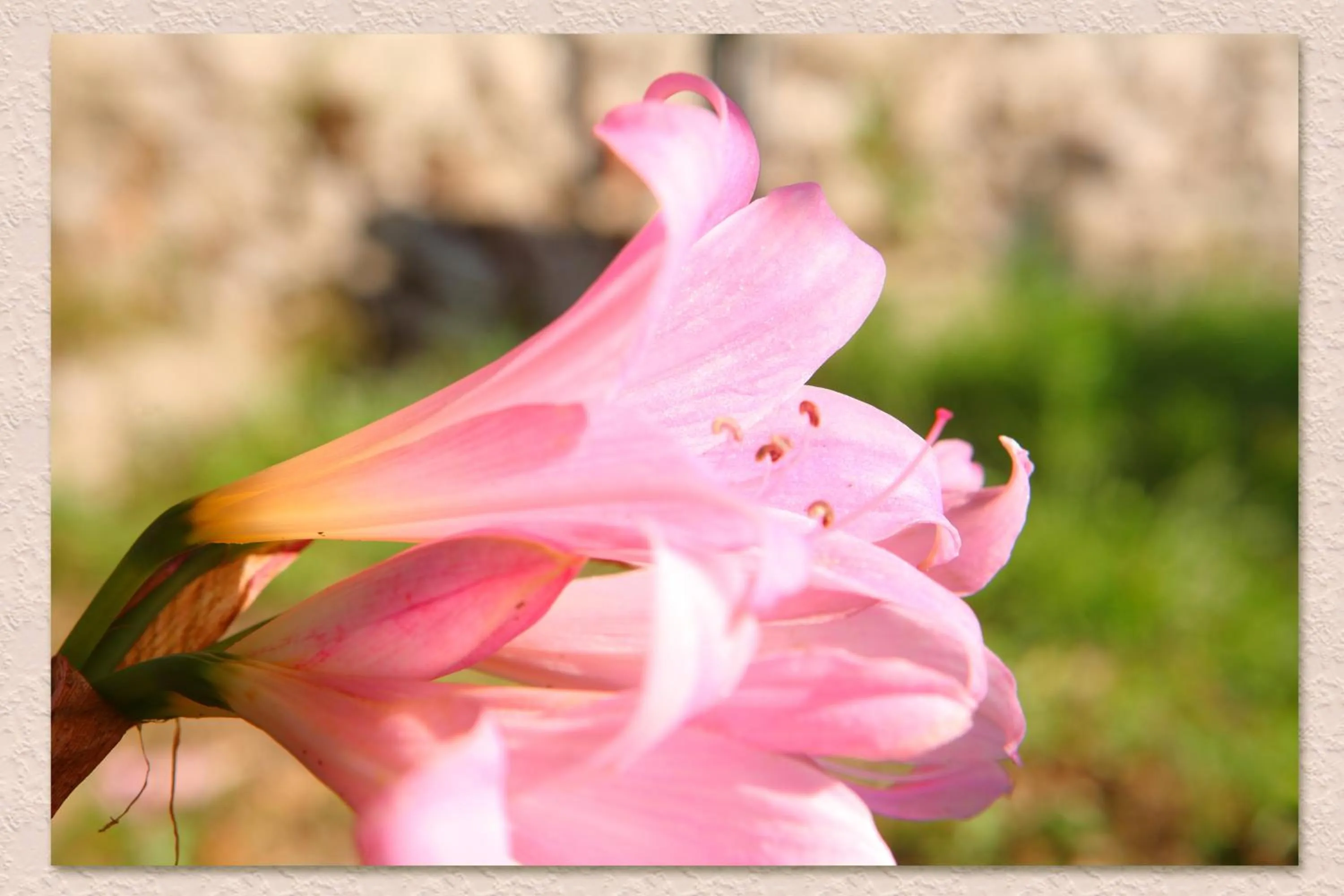 Other in Villa Ketty Resort