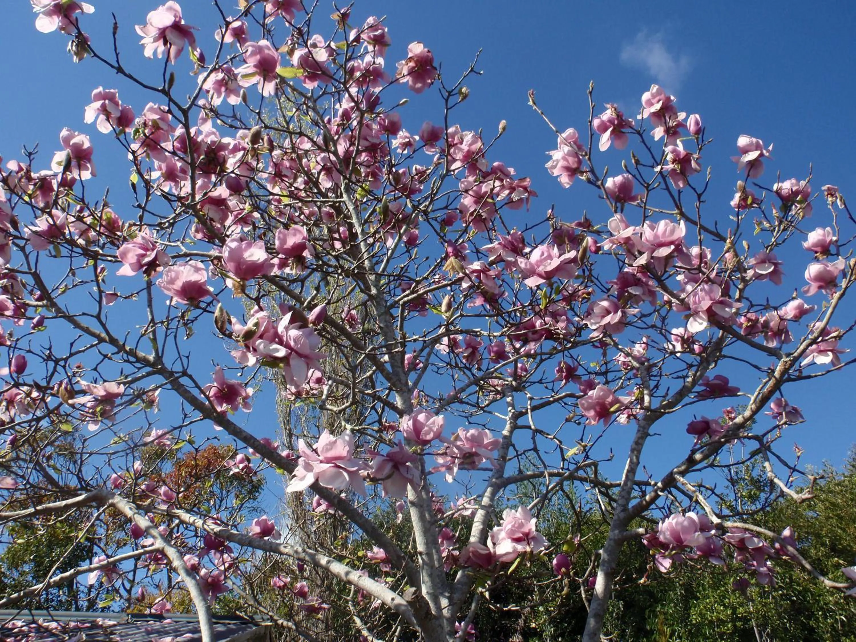 Garden in Waiuku Motel