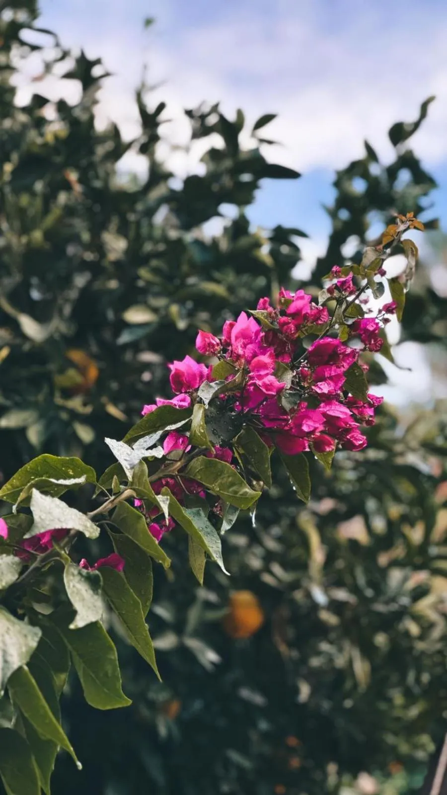 Spring in Casa Sur Antalya