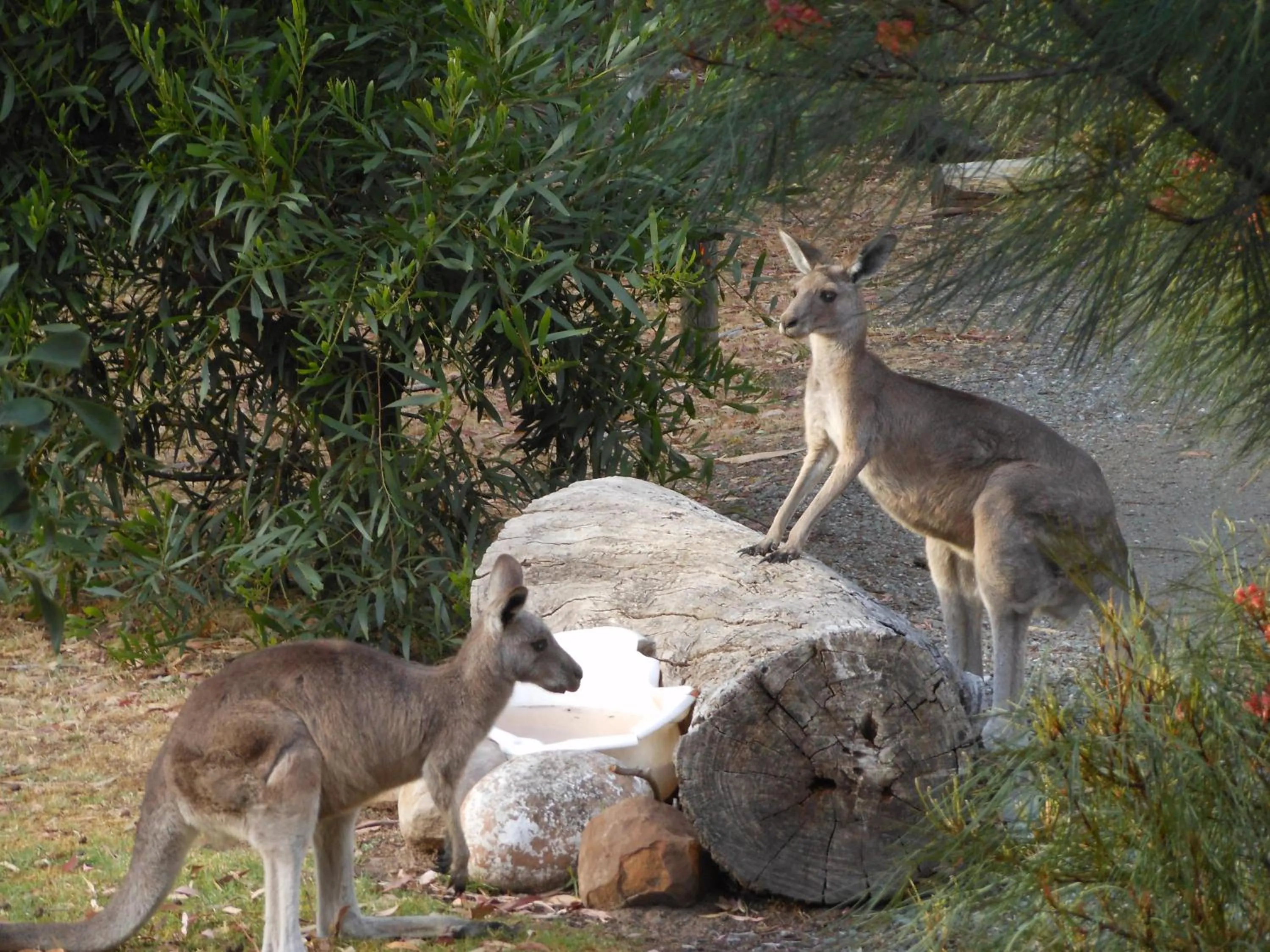 Animals in Grampians View Cottages and Units