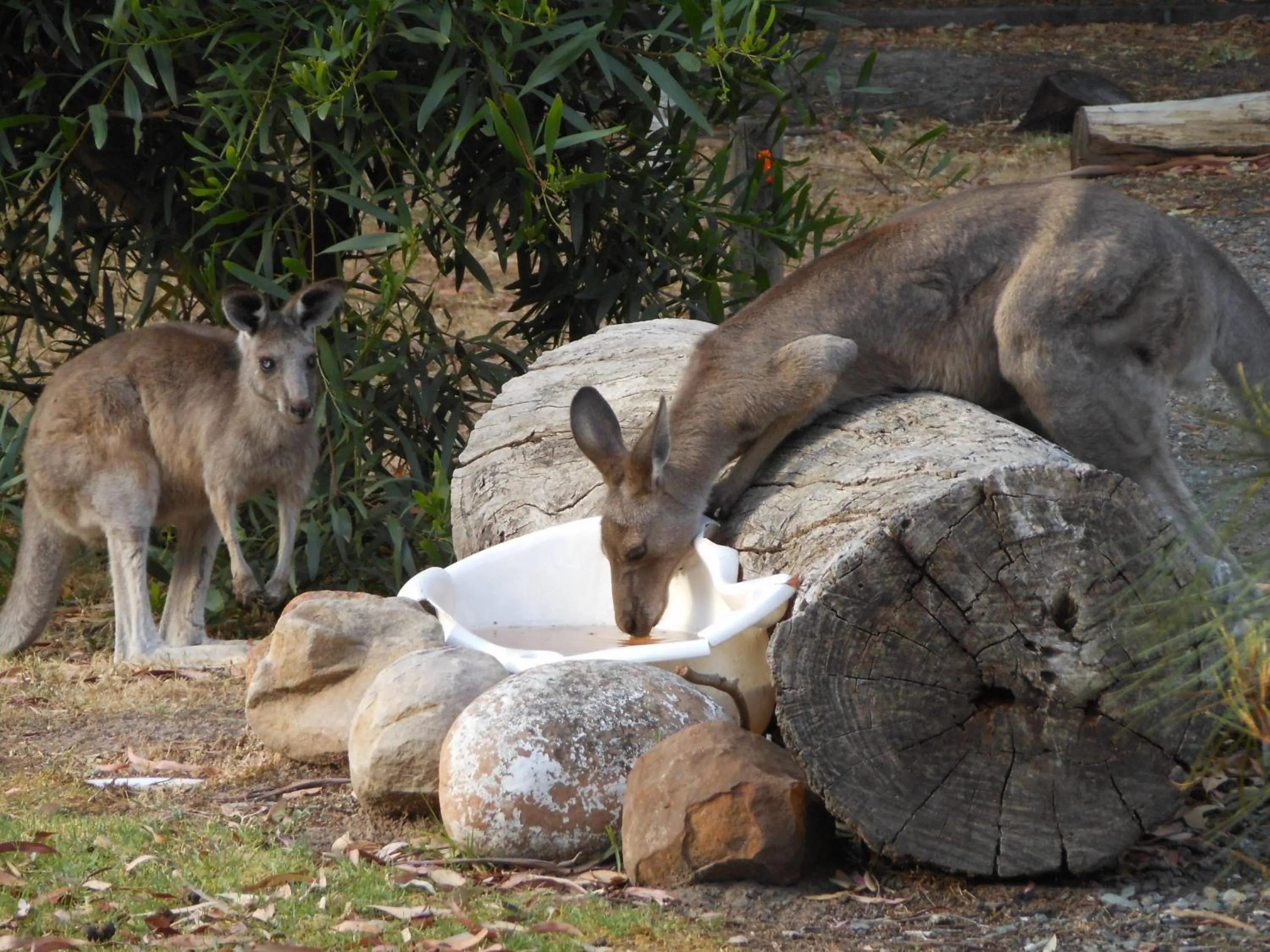 Animals in Grampians View Cottages and Units