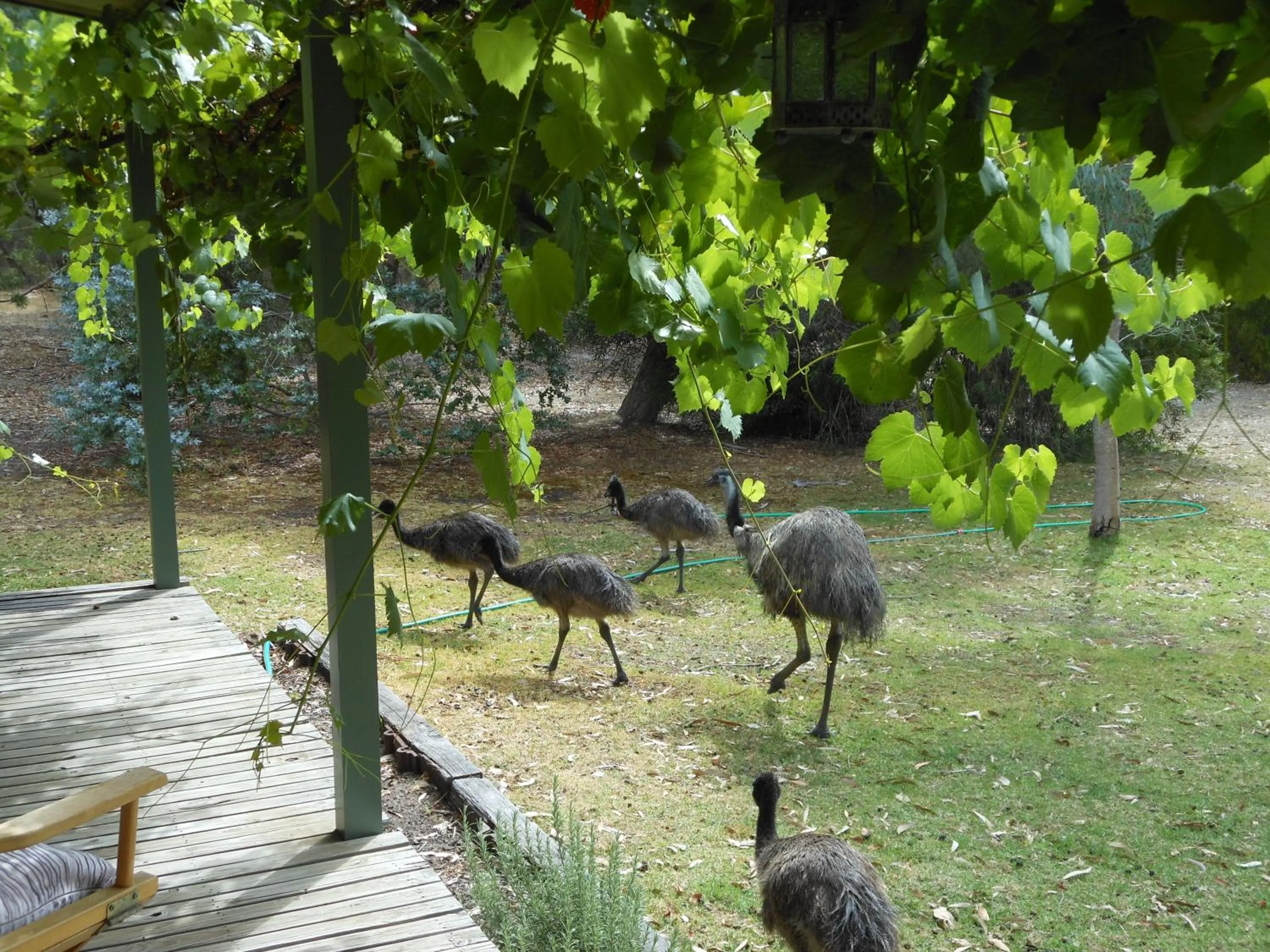 Animals in Grampians View Cottages and Units