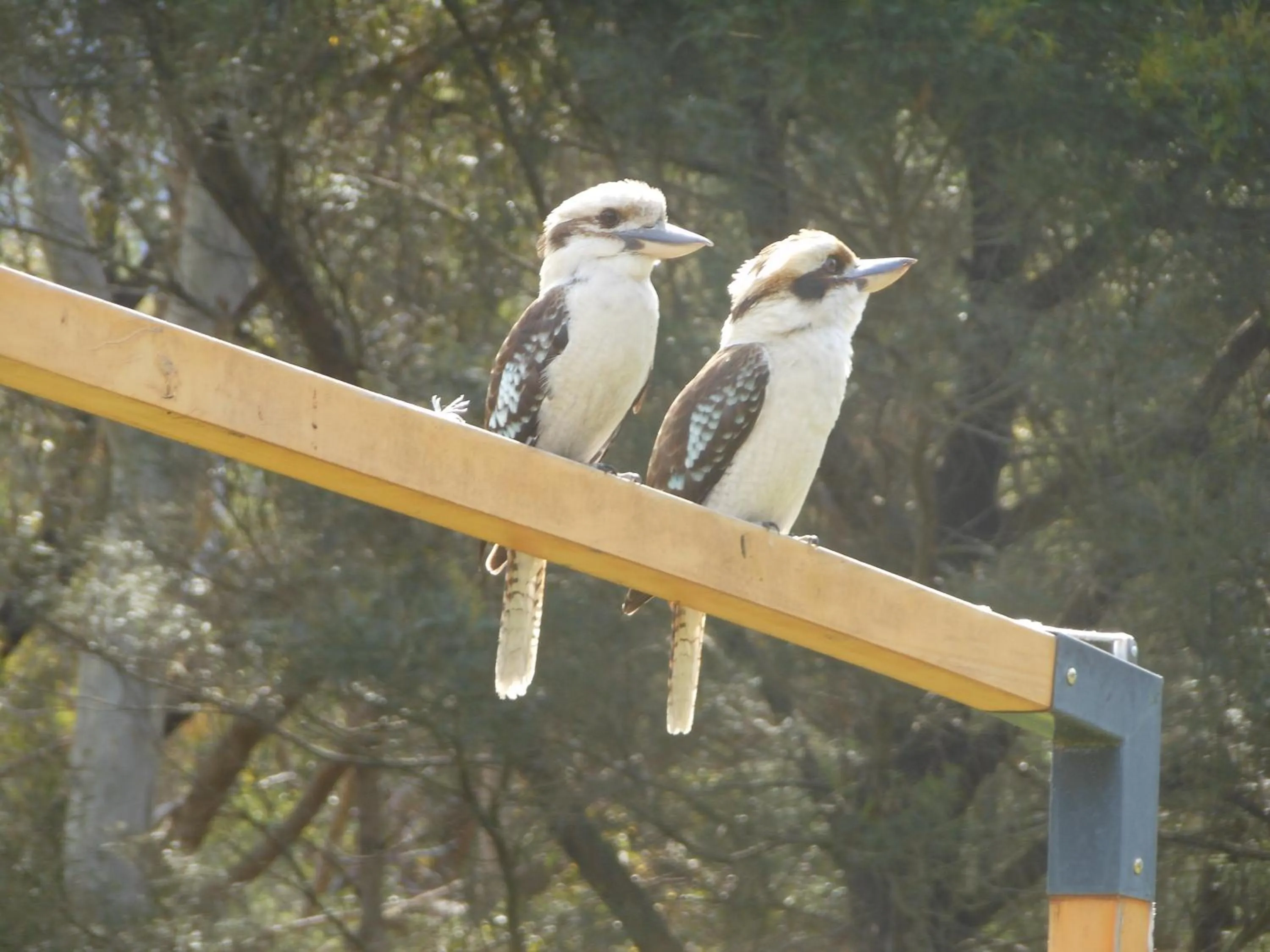 Animals in Grampians View Cottages and Units