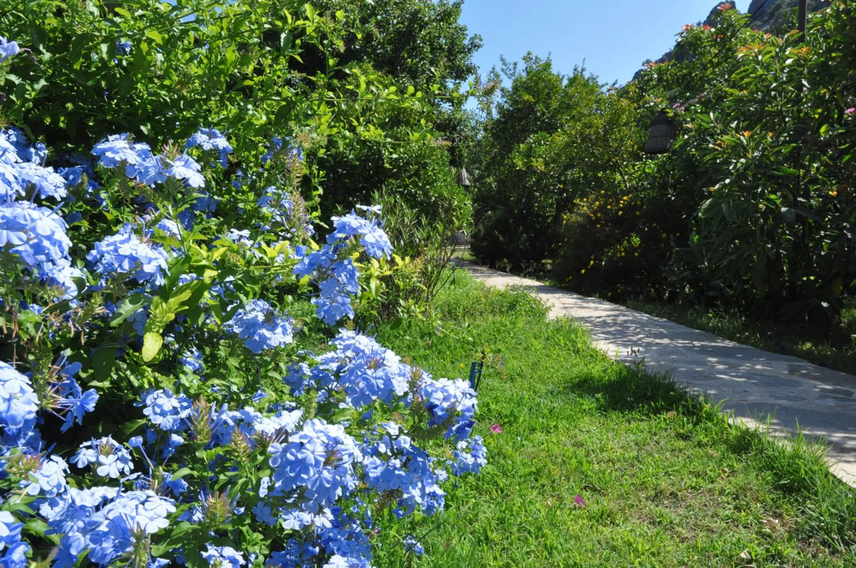 Garden in San Simon Hotel