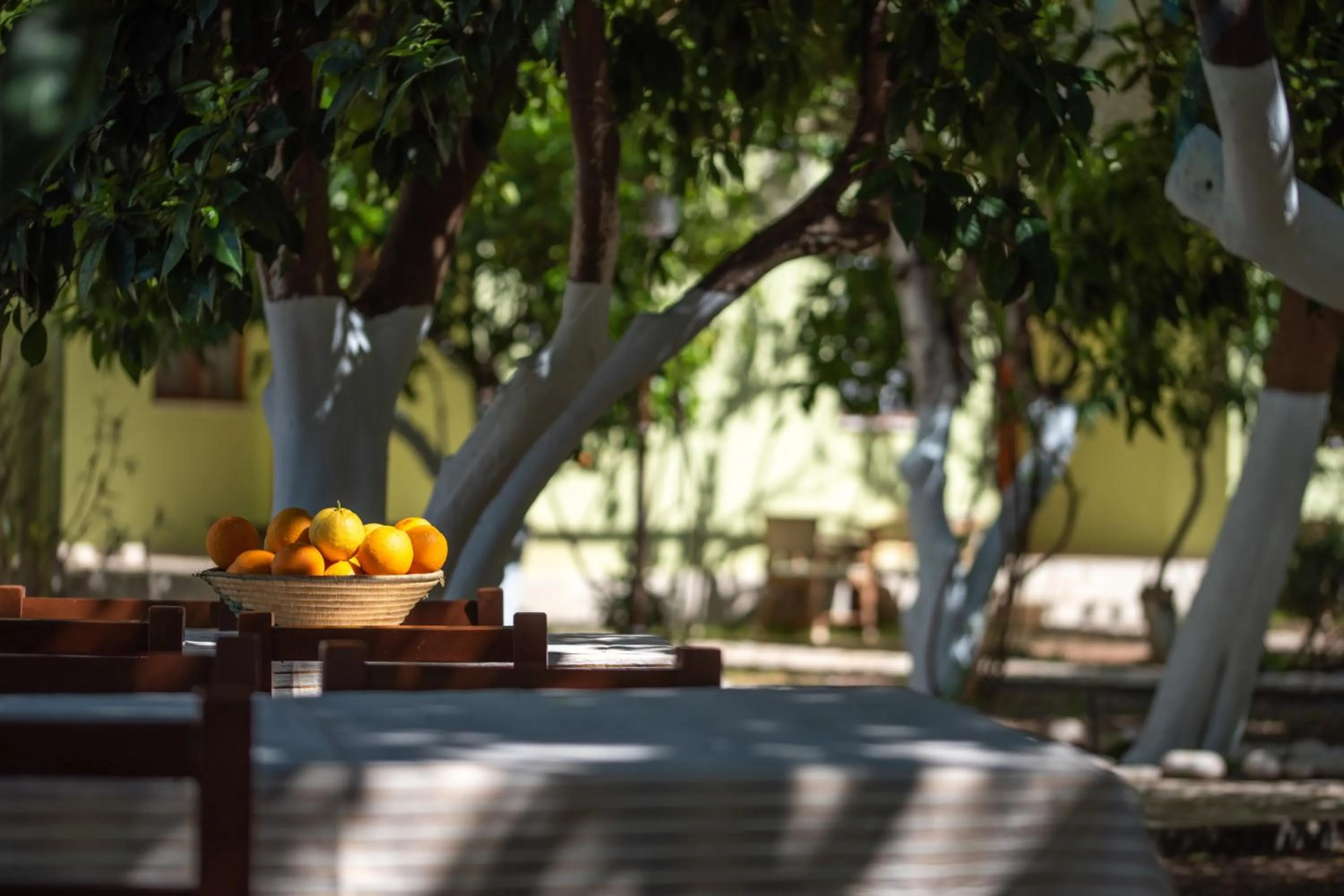 Garden view in San Simon Hotel