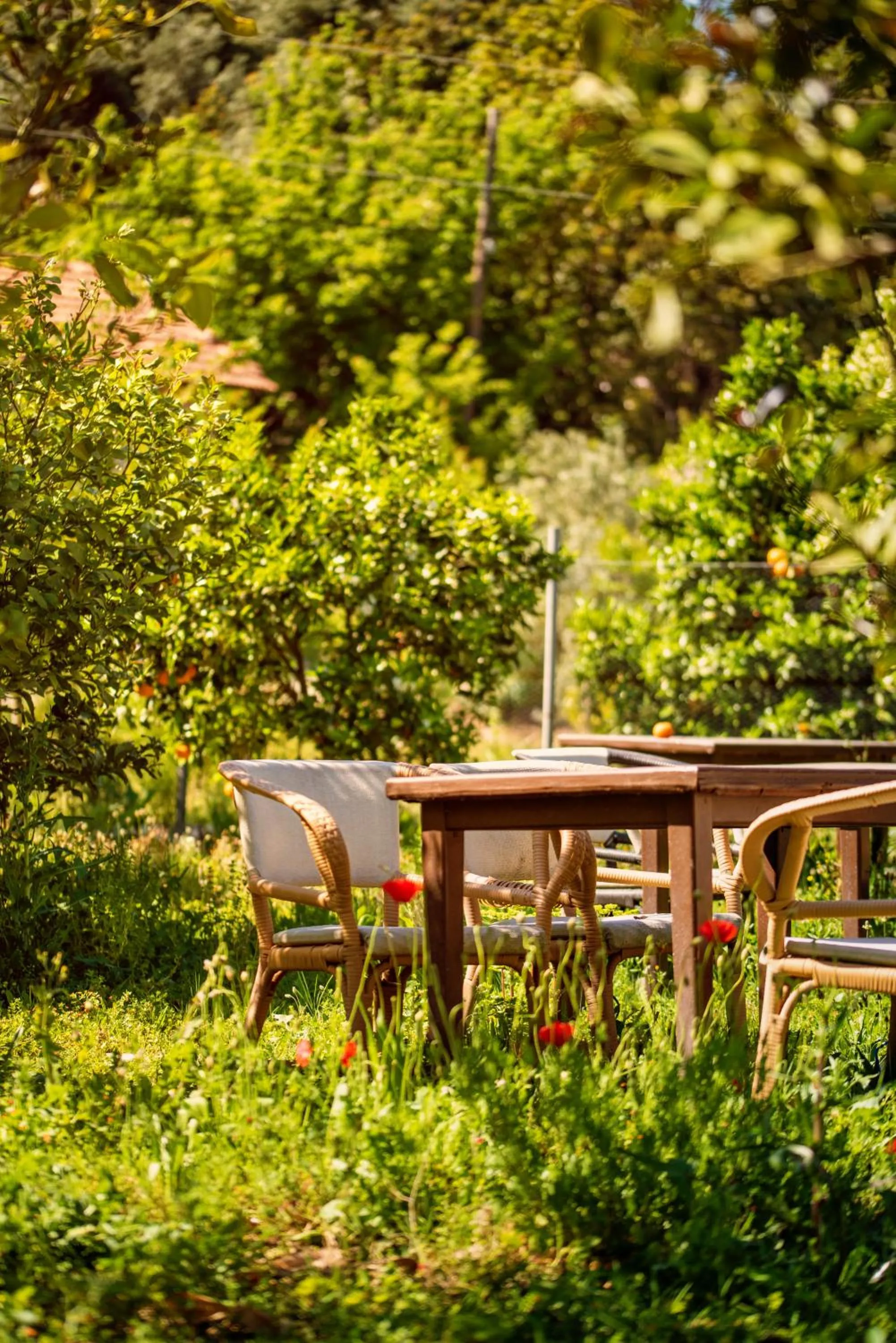 Garden in San Simon Hotel
