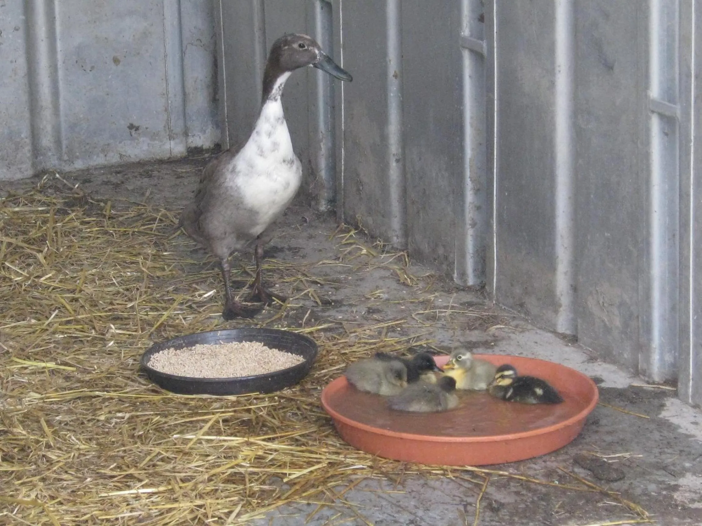 Pets in Stierstall-Suite Pension Wahlenau