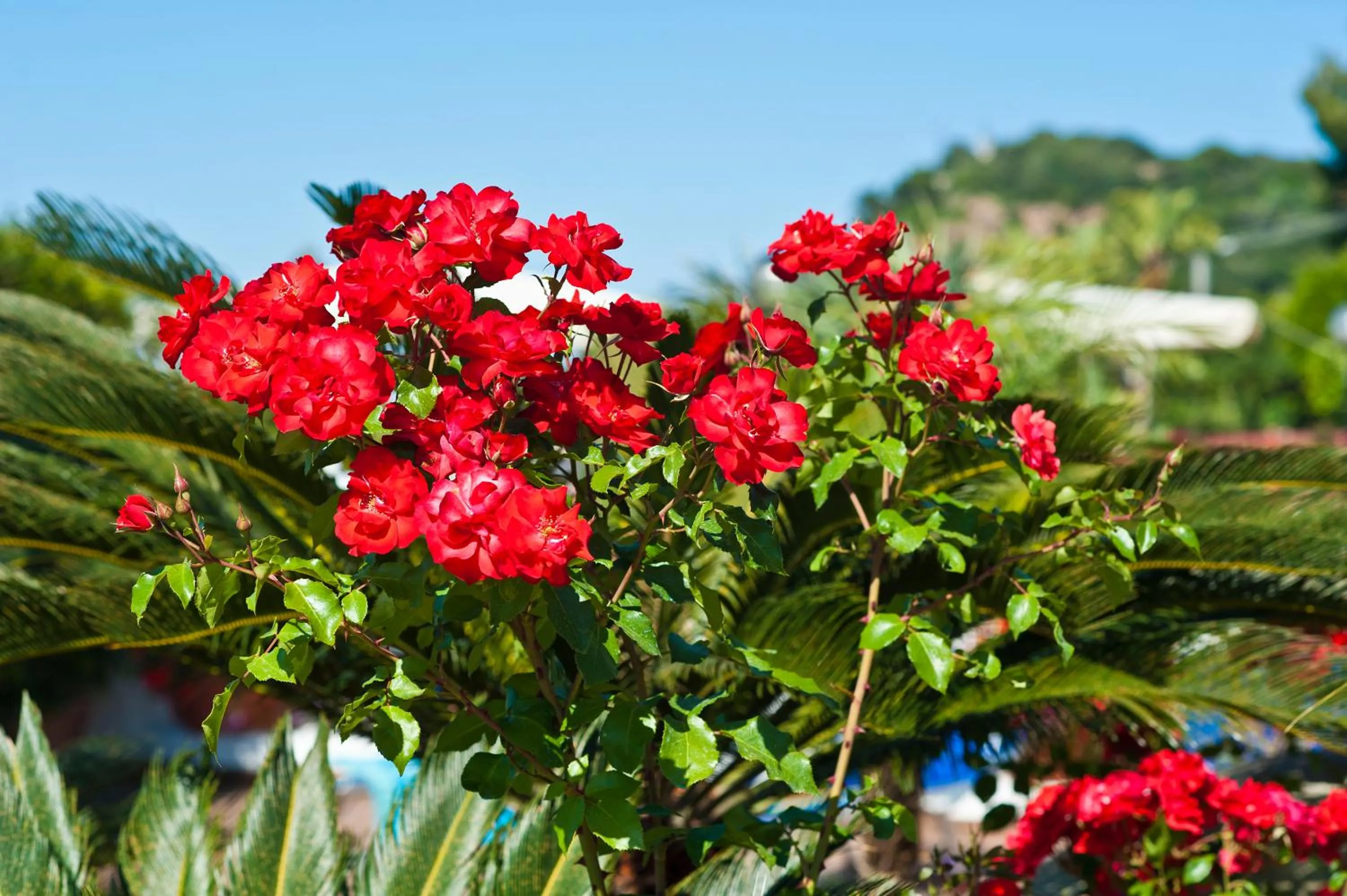 Garden in Hotel Casa Di Meglio