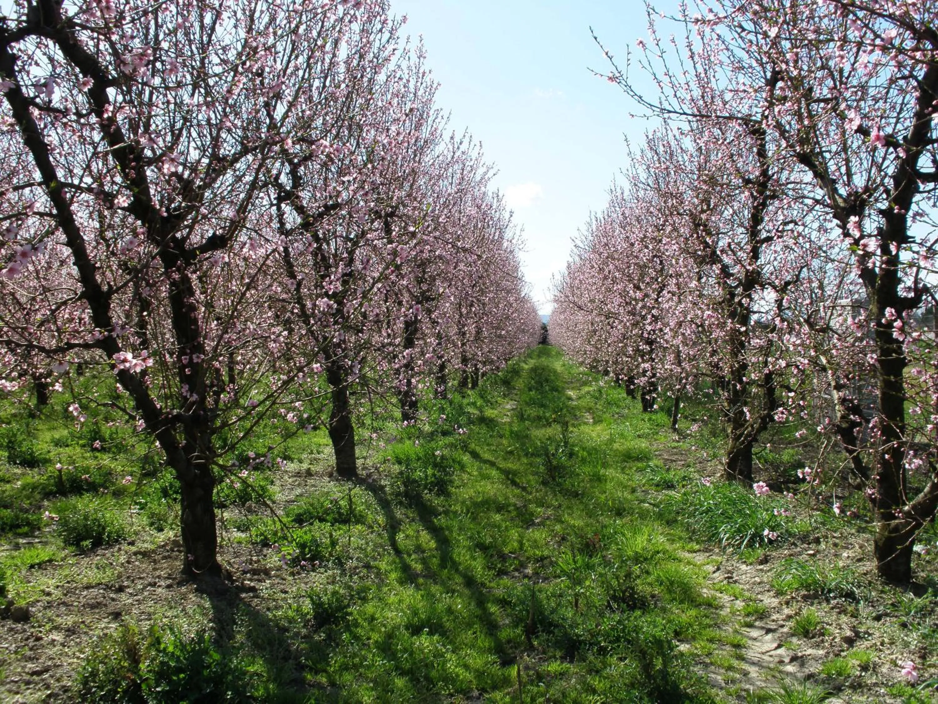 Spring in La Fornasaccia