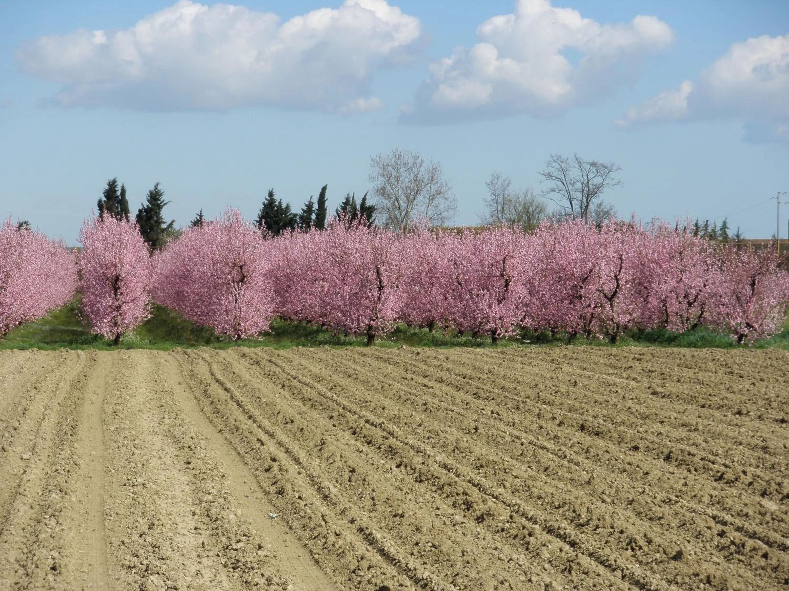 Spring in La Fornasaccia