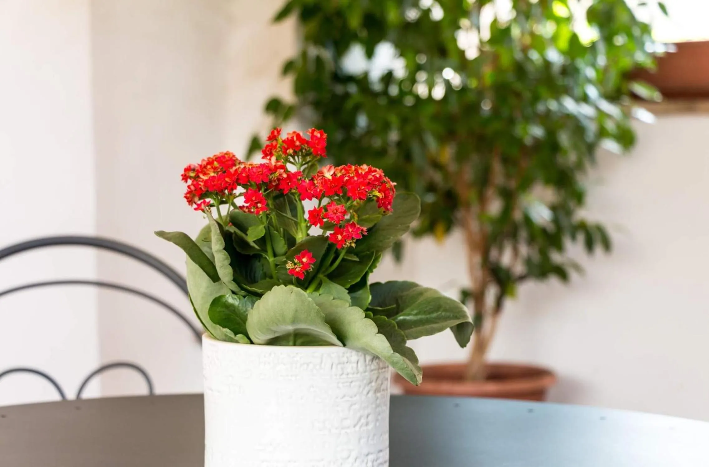 Balcony/Terrace in Torripa Group - Trastevere