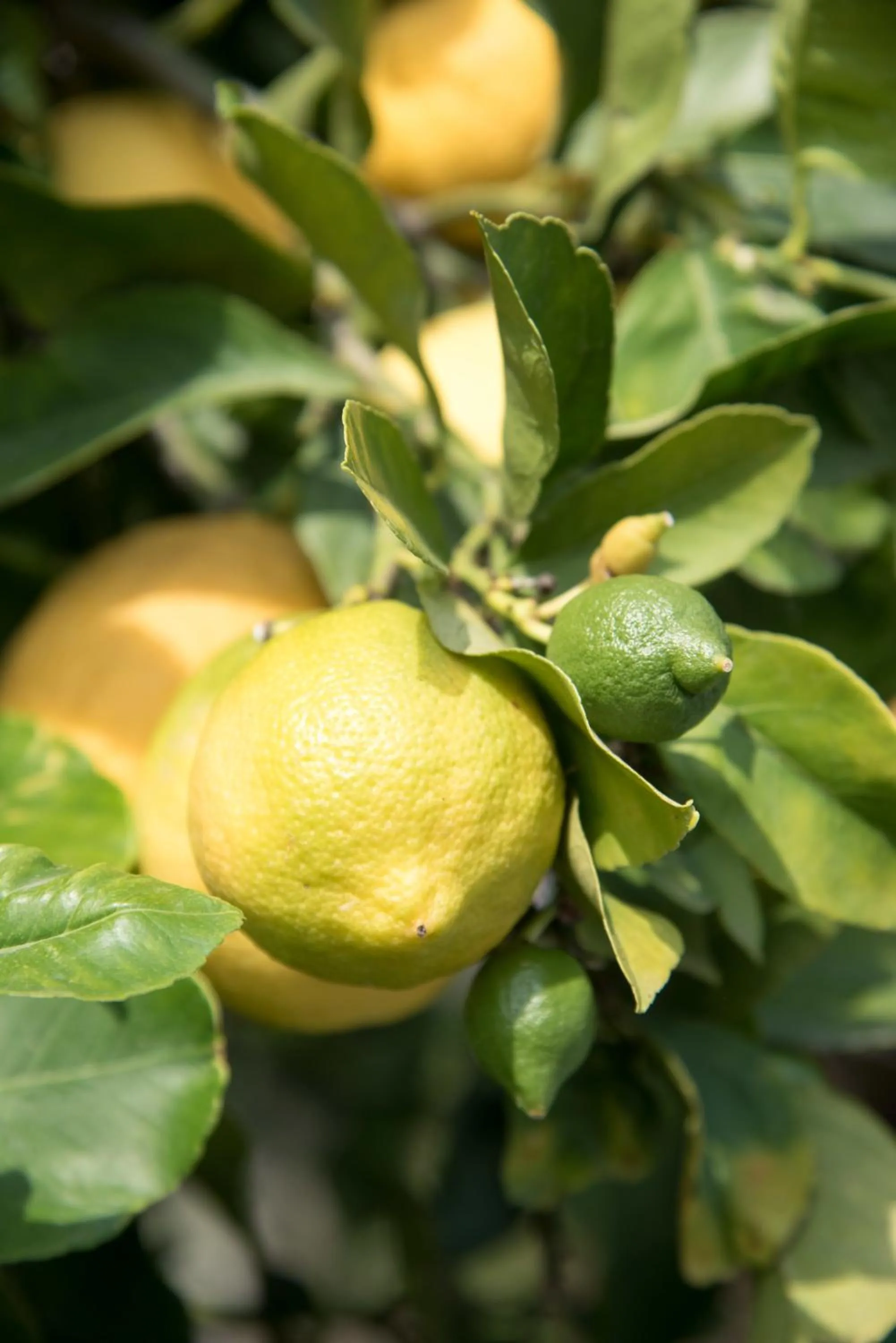 Garden in Residence Oleandro