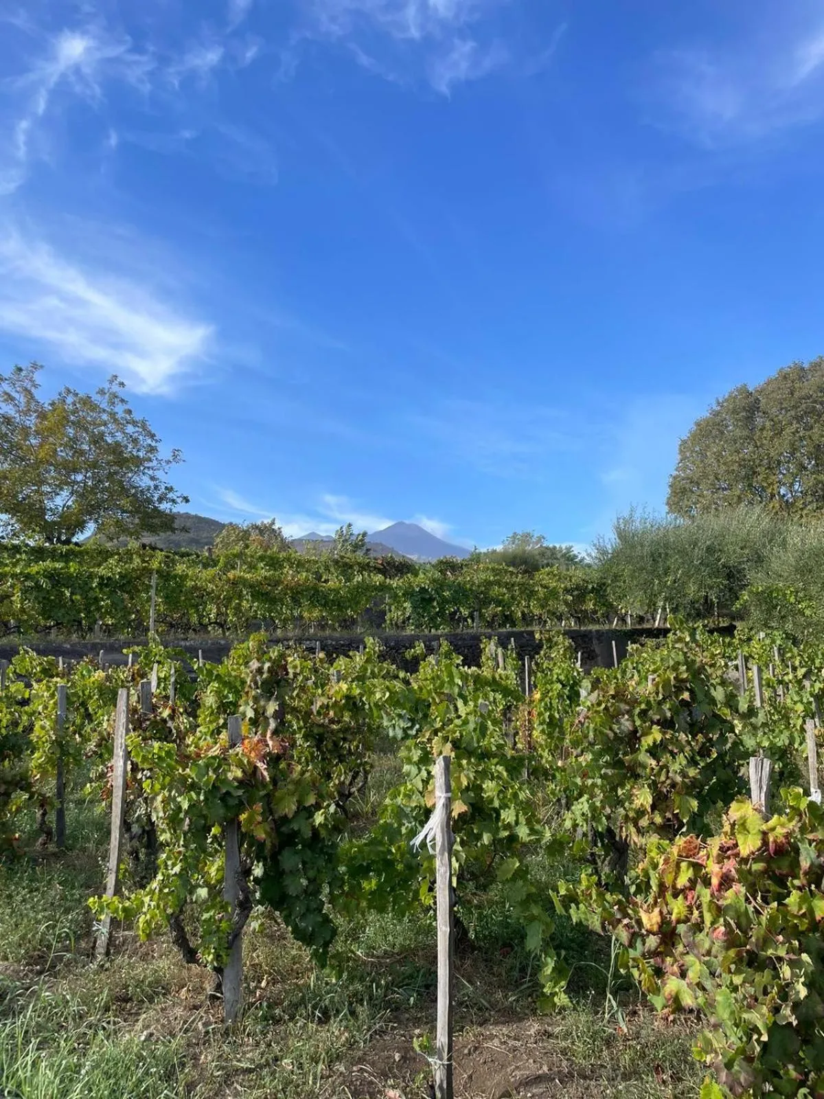 Natural landscape in Luxury Panoramic Loft with heated pool near Catania, Taormina, the Sea and Mount Etna by SicilianRelaxingHomes