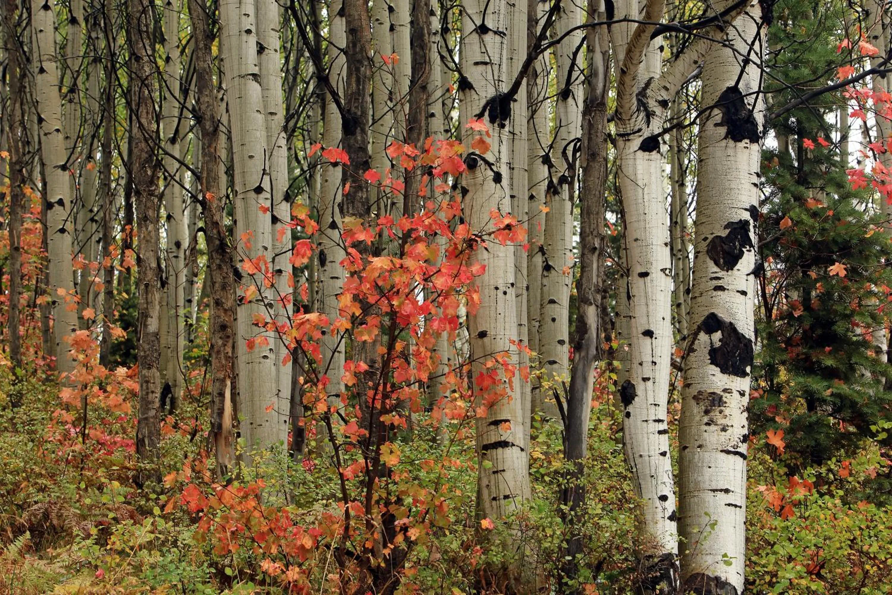 Natural landscape in Raintree's The Miners Club Park City