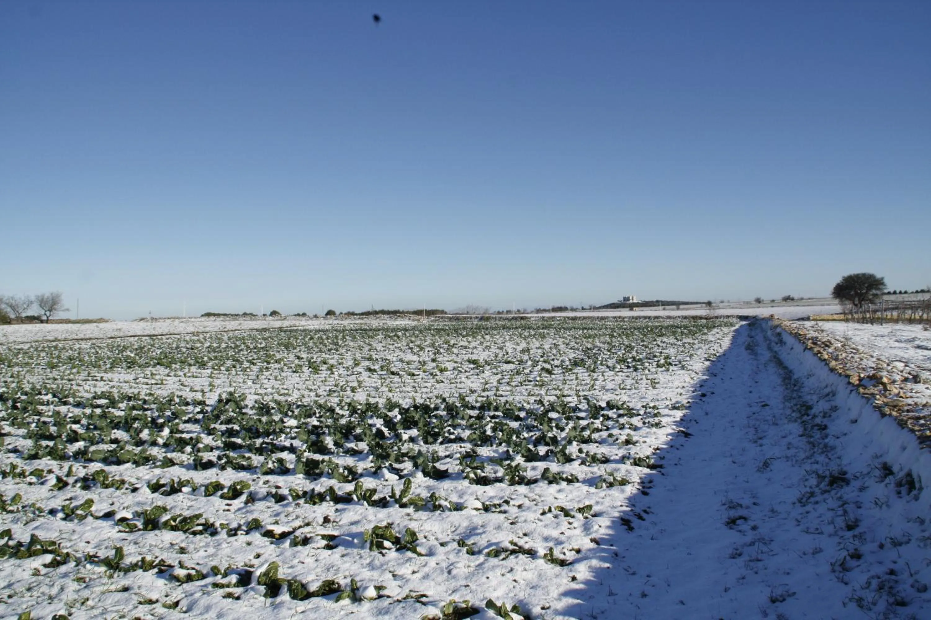 MASSERIA CITULO Il Pino grande