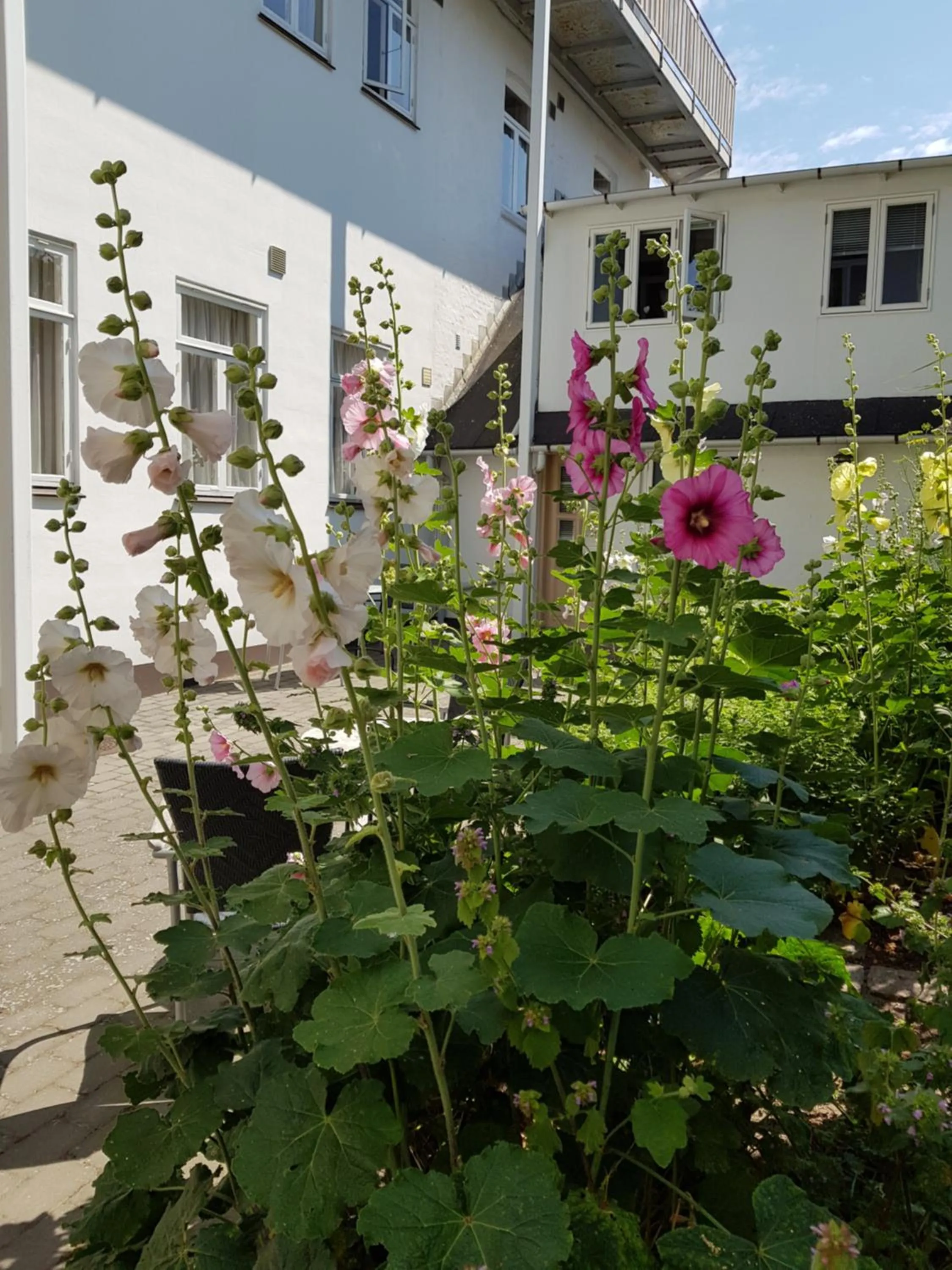 Garden in Hotel Sandvig Havn