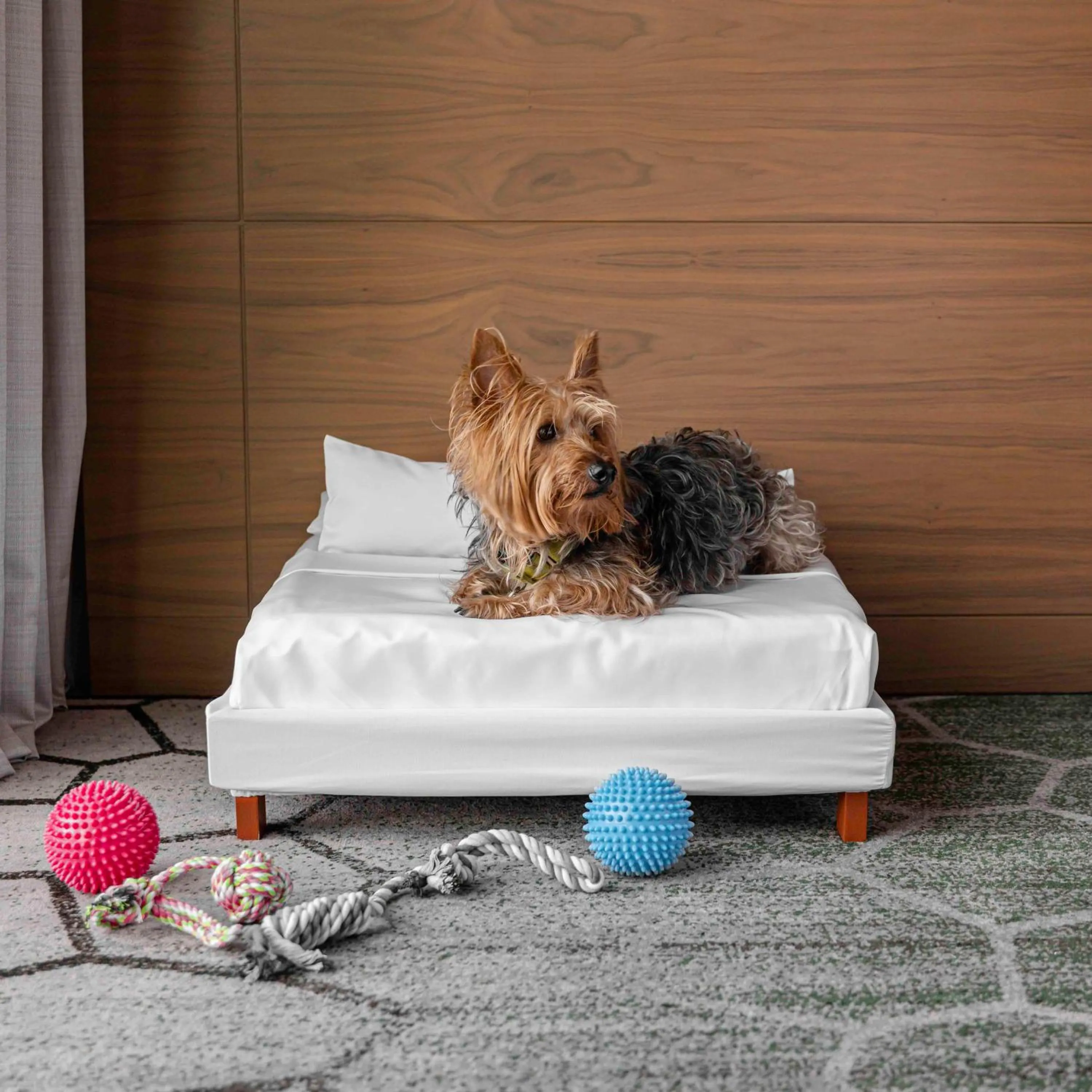 Pets in Sofitel Mexico City Reforma